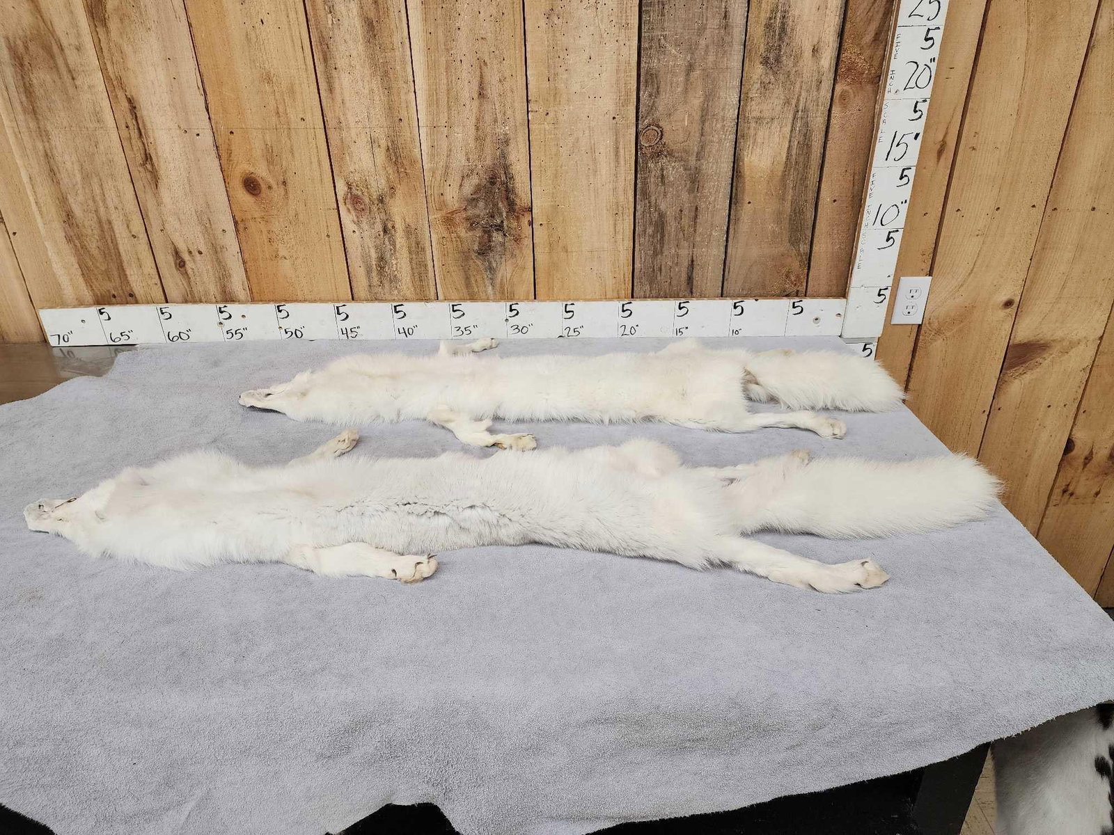 2 White Ranch Fox Soft Tanned Furs Taxidermy: 56.28 Thick soft fur big bushy tails feet intact awesome colors