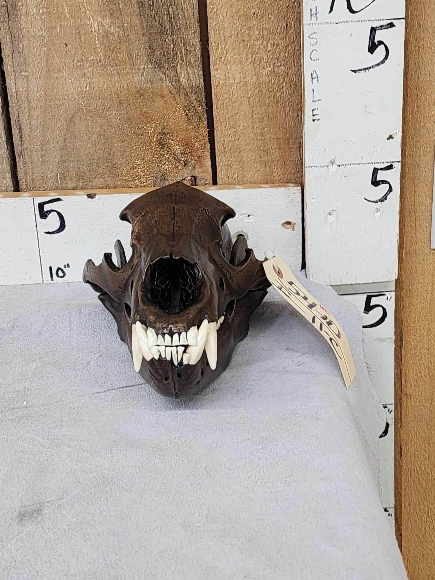 Black Bear Skull Bronze Finish Taxidermy (1 of 5)