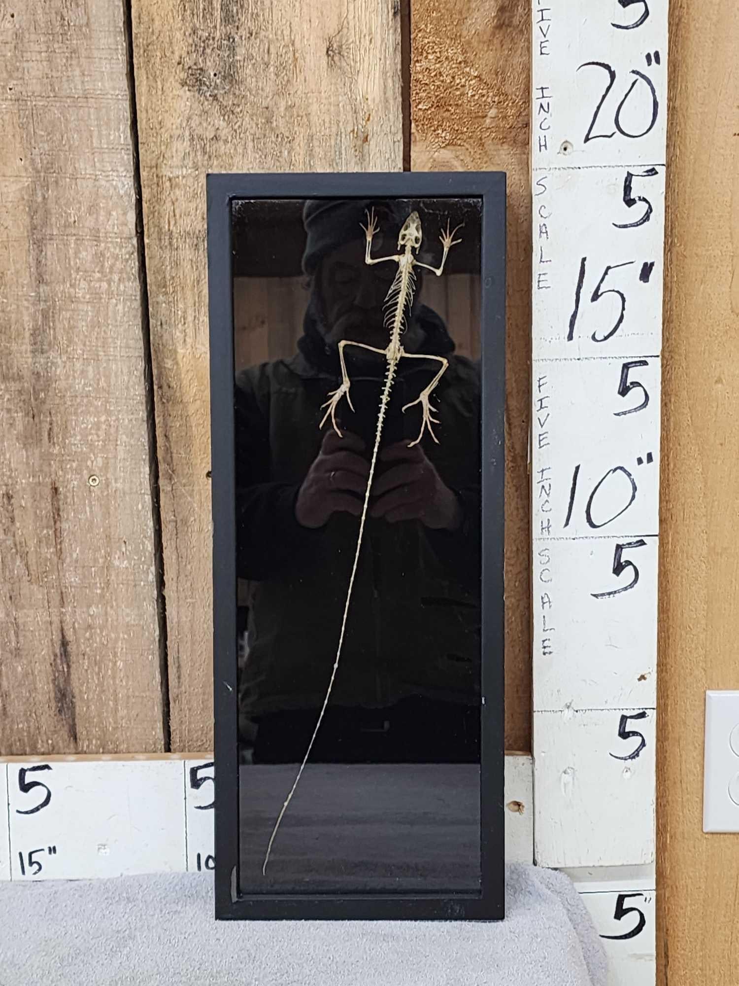 Maned Forrest Lizard Articulated Skelton Taxidermy (1 of 4)