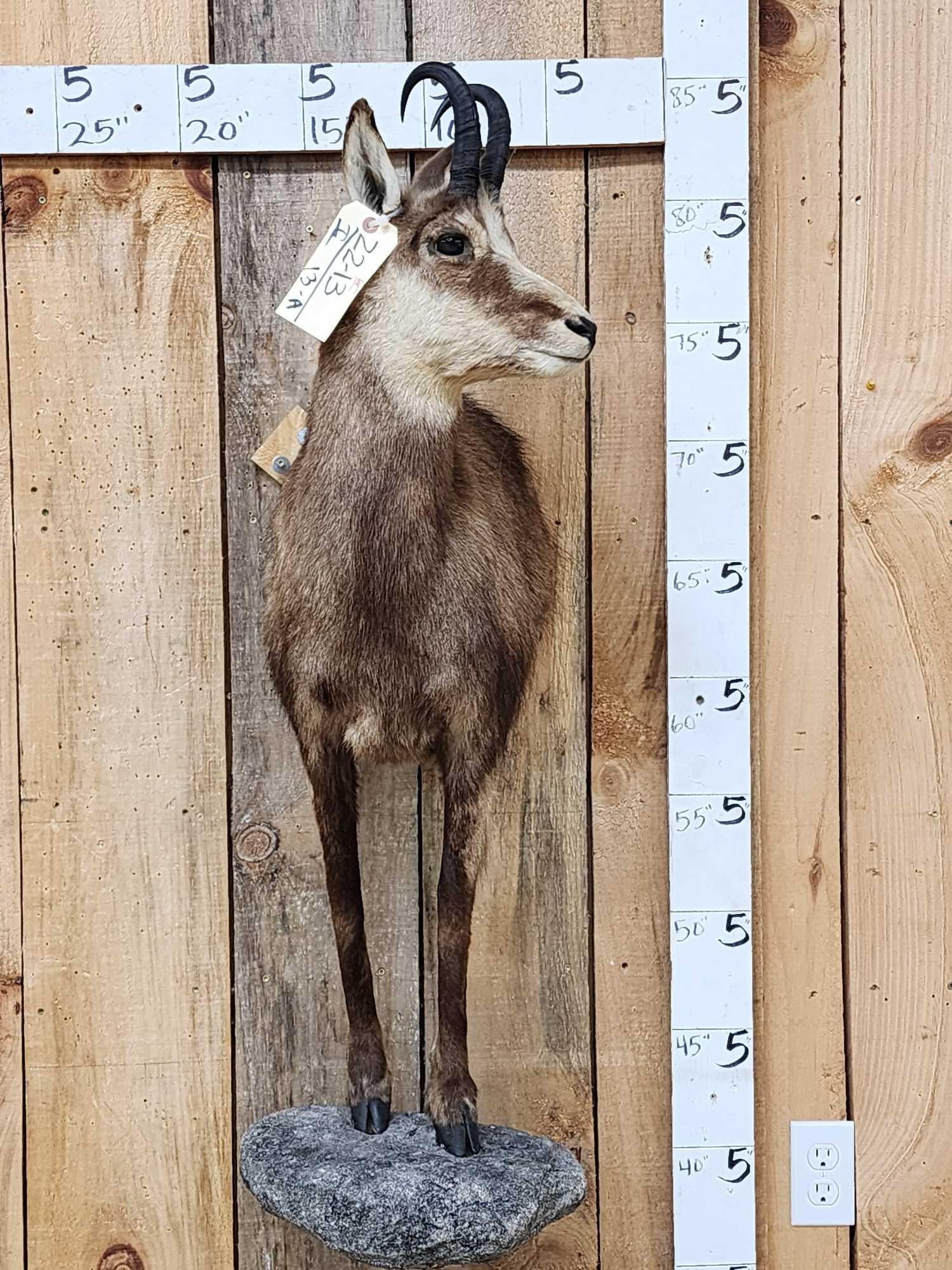 Alpine Chamois Half Body Taxidermy Mount (1 of 6)