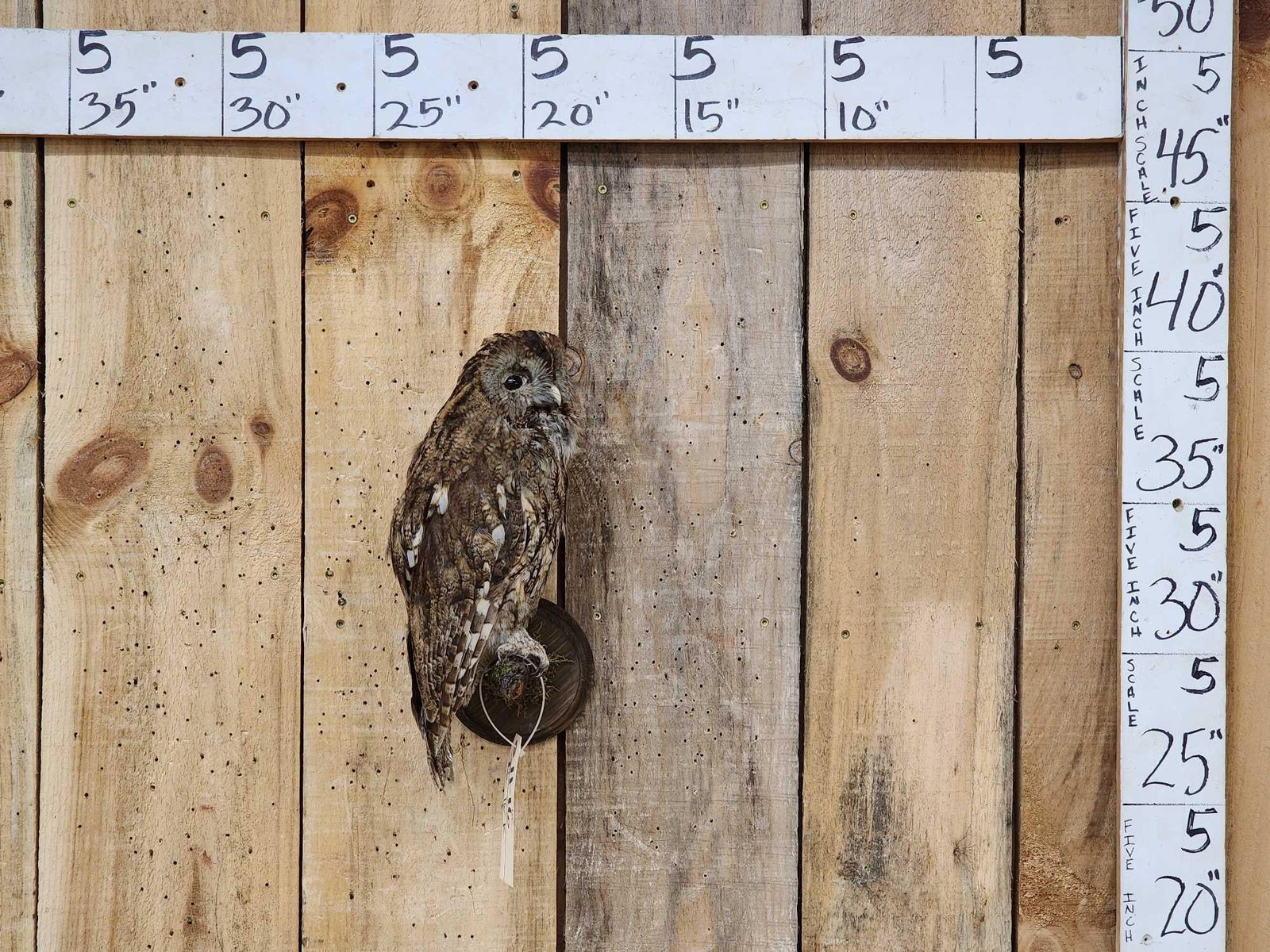 Tawny Owl Full Body Bird Taxidermy (1 of 4)