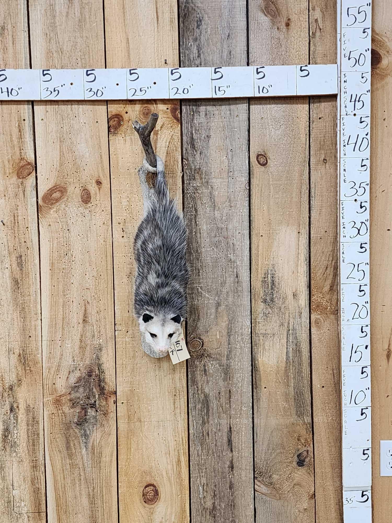 Opossum Hanging By It's Tail Taxidermy: 15.107 Brand new mount