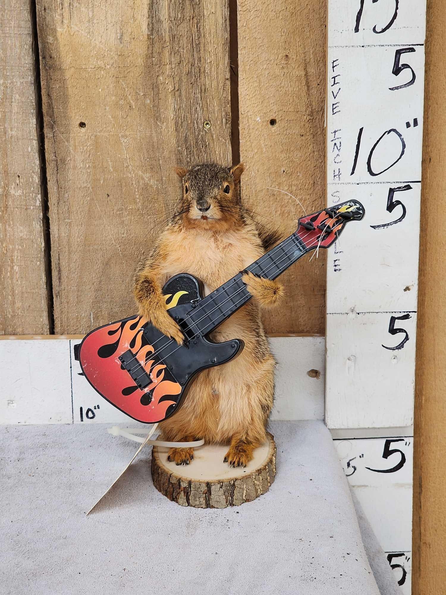 Rock & Roll Squirrel Playing Bass Guitar (1 of 3)