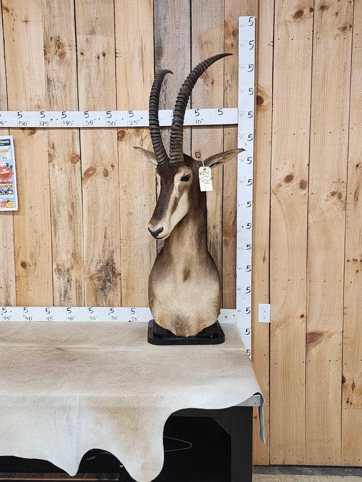 African Sable Antelope Table Top Pedestal Taxidermy Mount (1 of 6)