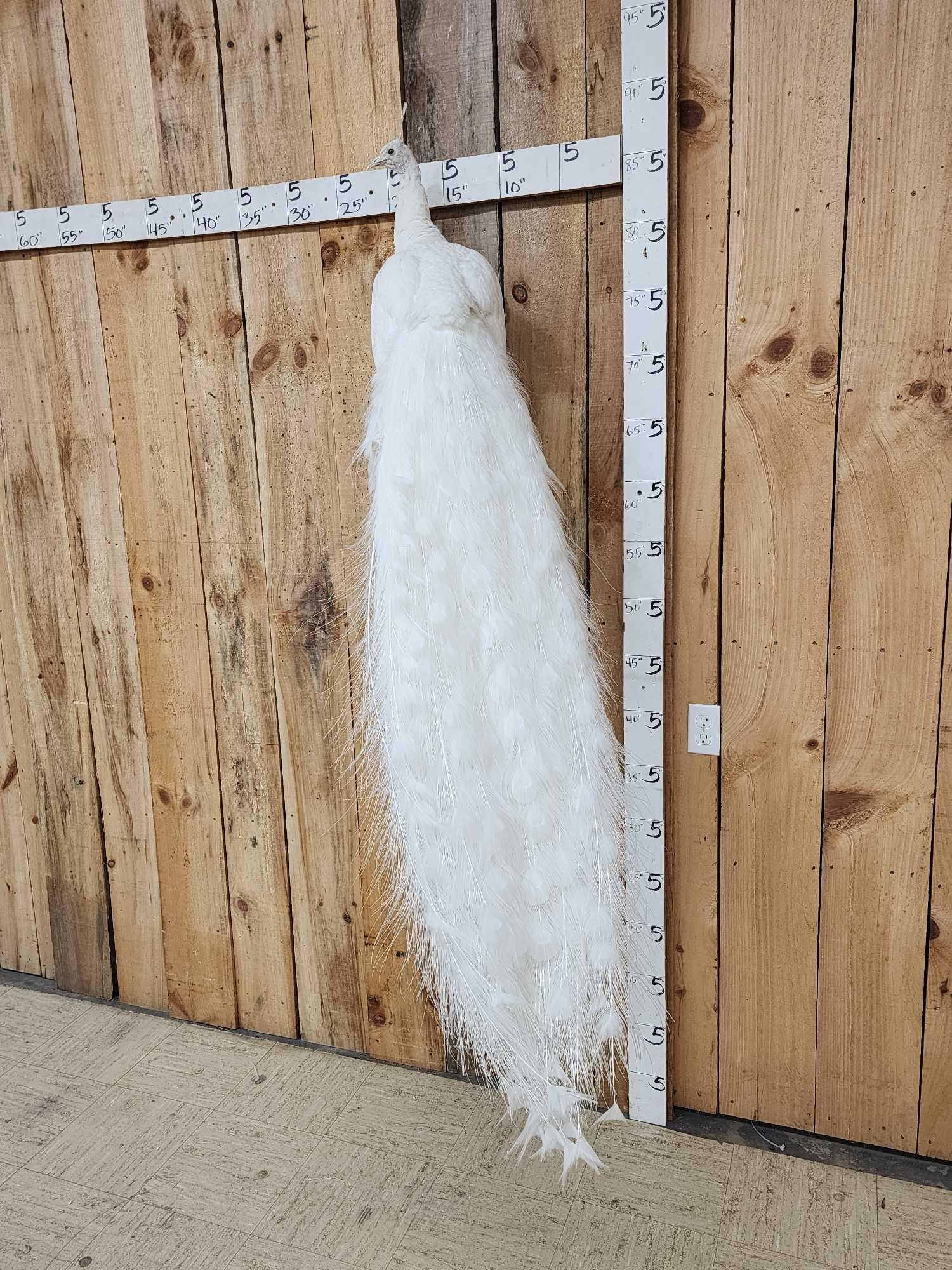 Beautiful White Peacock Full Body Bird Taxidermy (1 of 6)