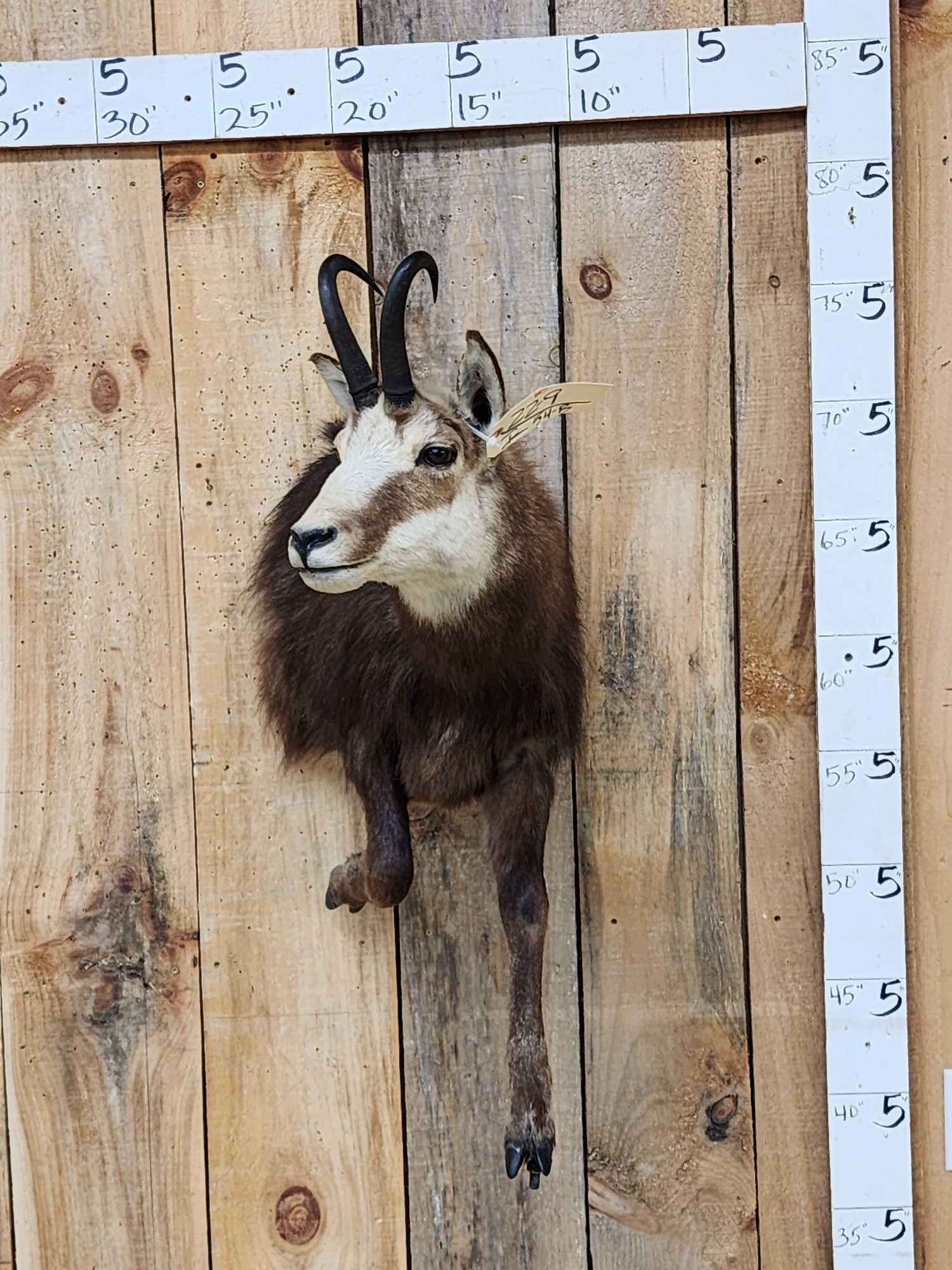 Alpine Chamois Half Body Taxidermy Mount (1 of 4)