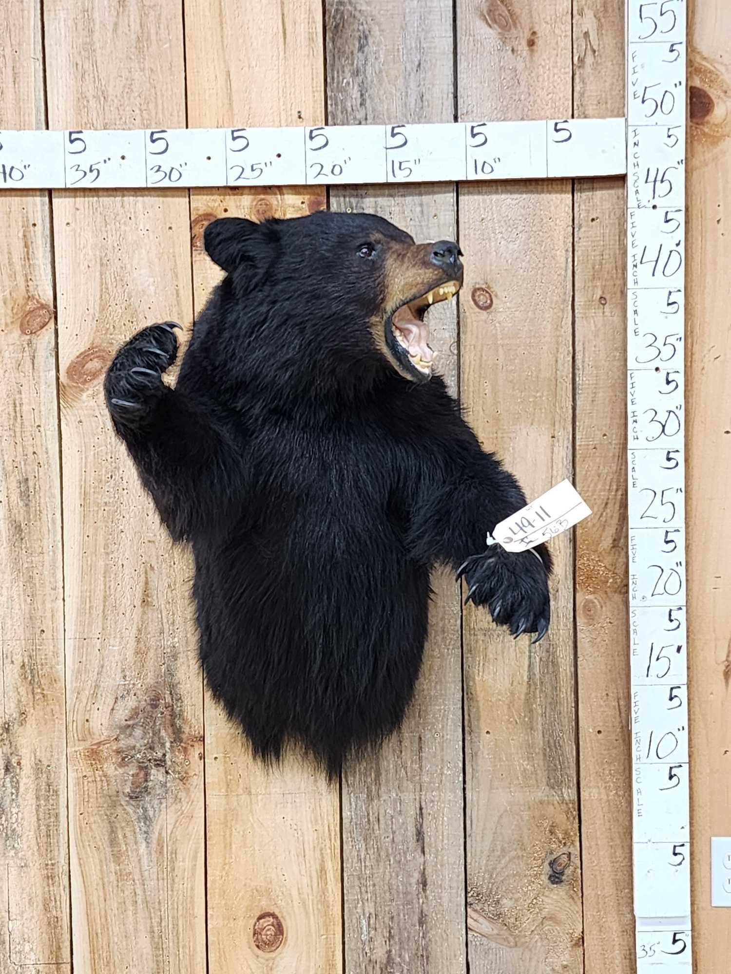 Black Bear Half Body Taxidermy Mount (1 of 5)