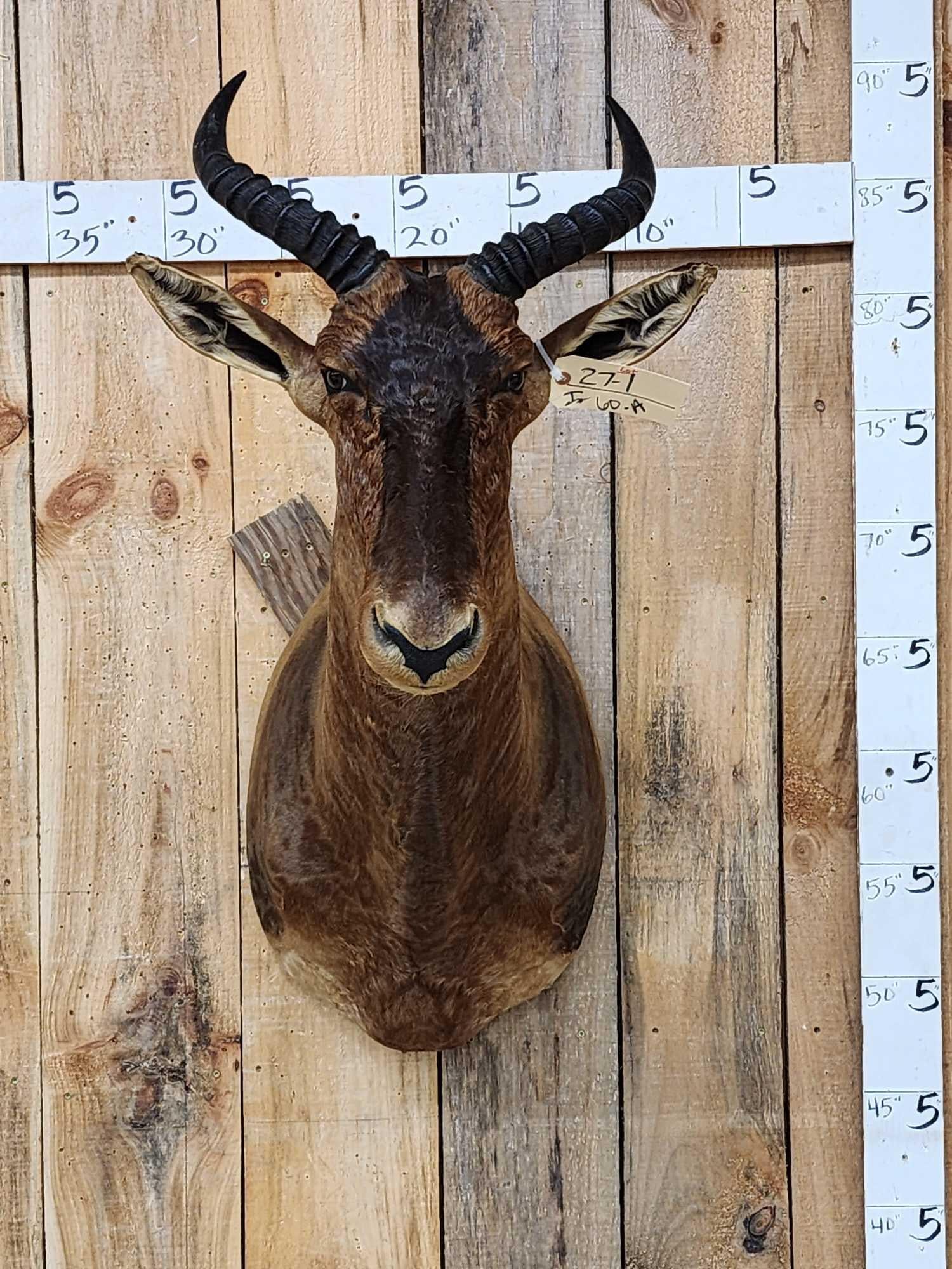 African Tsessebe Shoulder Mount Taxidermy (1 of 3)