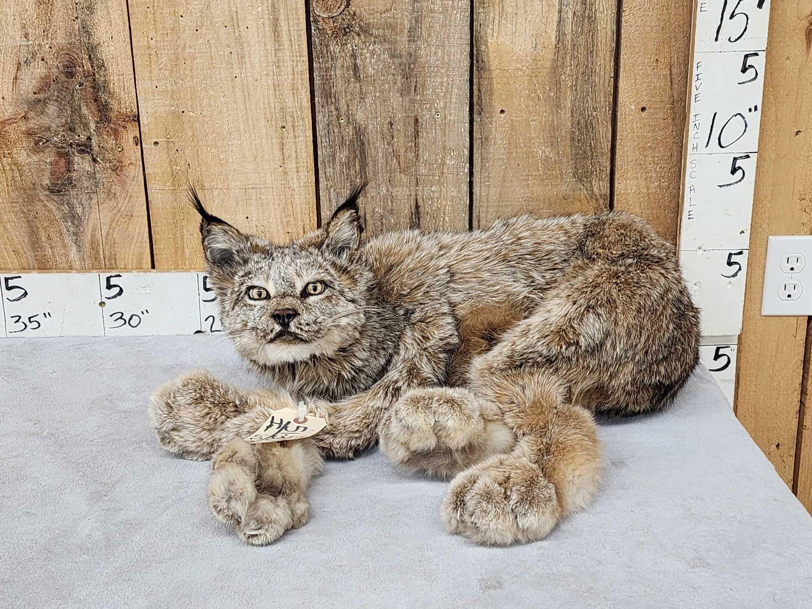 Alaskan Lynx Full Body Taxidermy Mount (1 of 6)