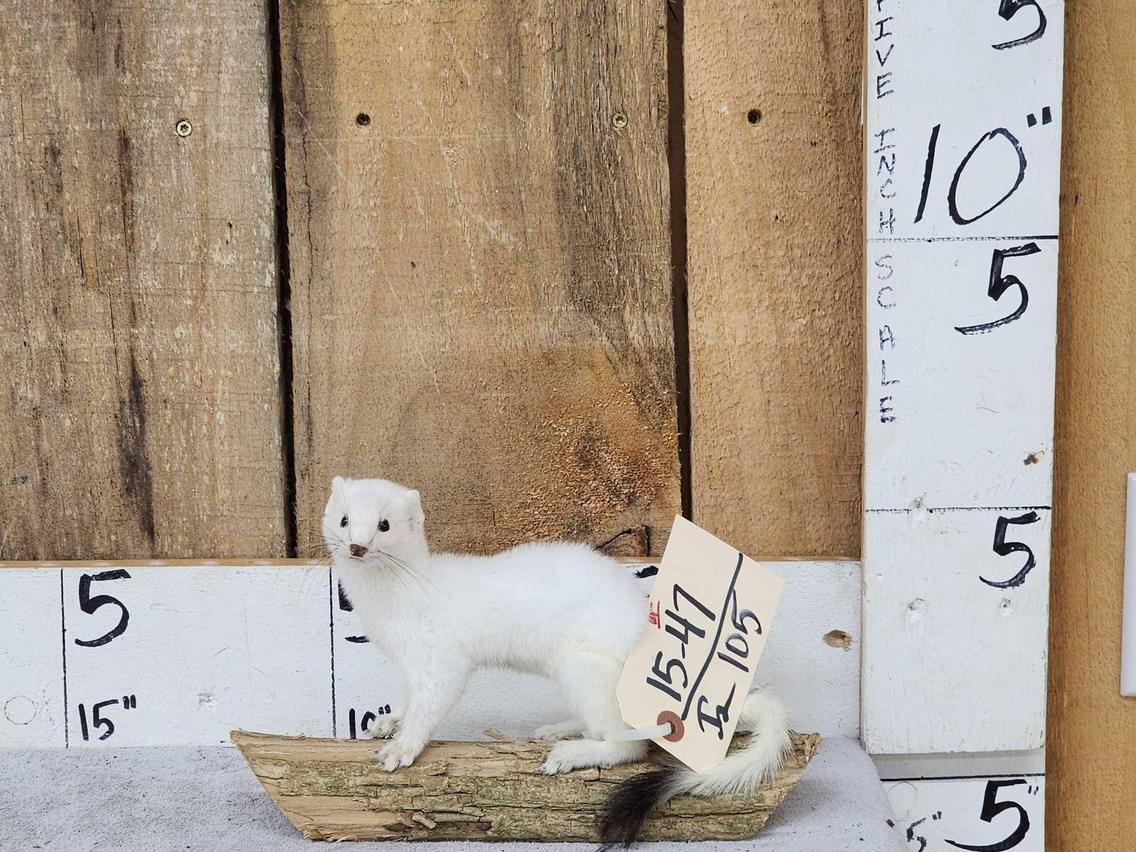 Whitetail Weasel Taxidermy Mount (1 of 3)