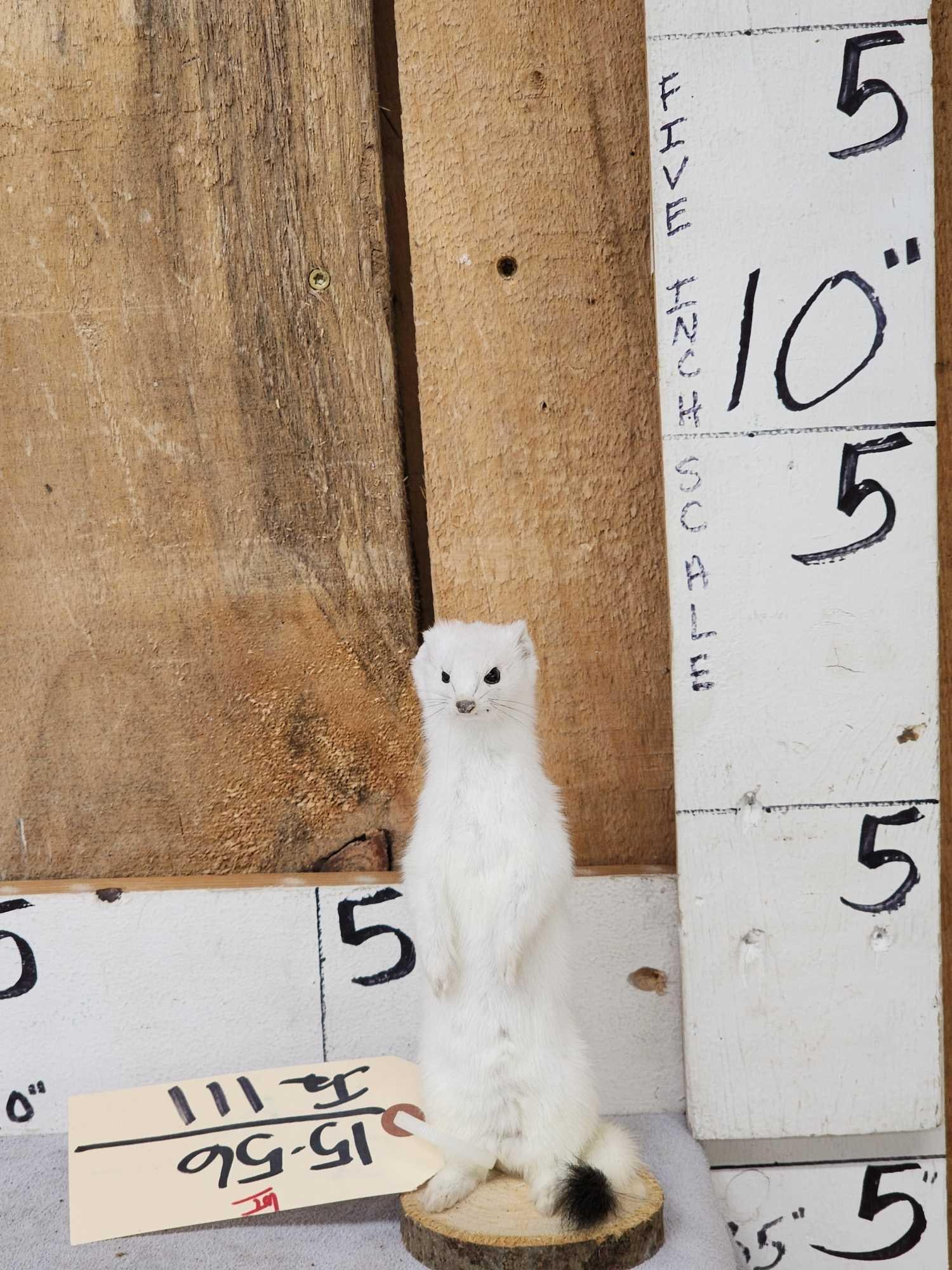 Standing Weasel Taxidermy Mount (1 of 3)