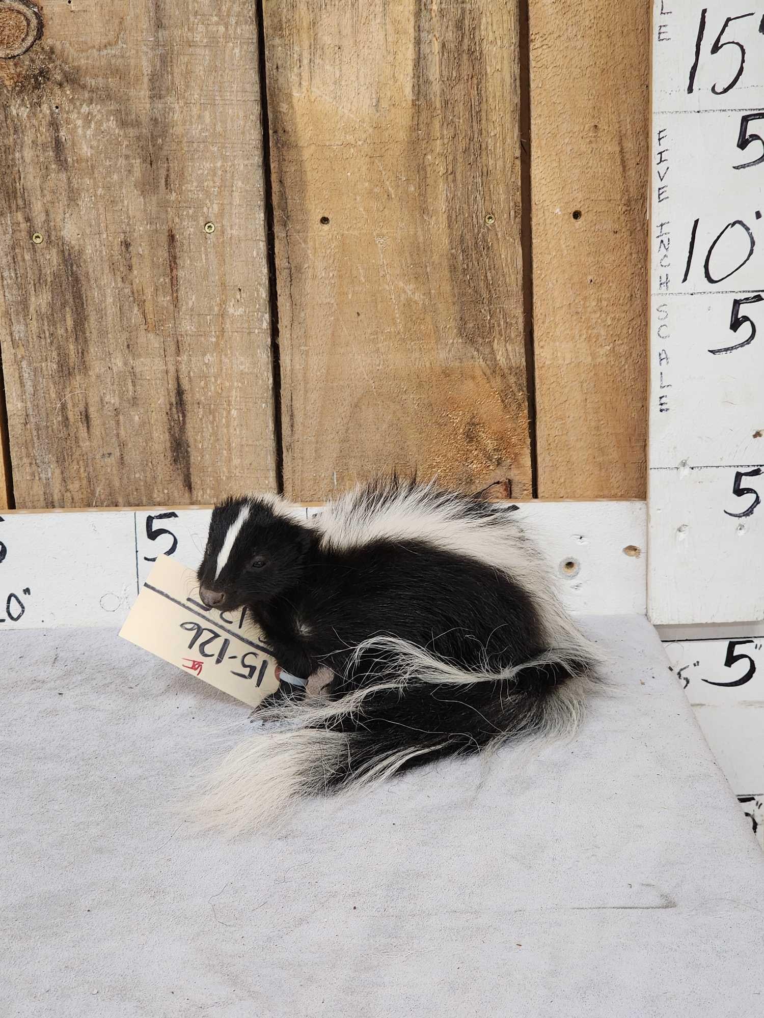 Baby Skunk Full Body Taxidermy Mount: 15.126 Brand new mount