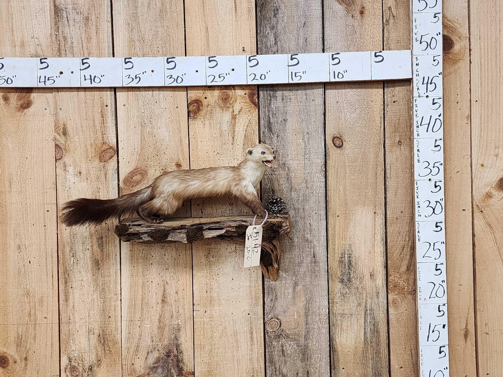 Pine Marten Full Body Taxidermy Mount (1 of 4)