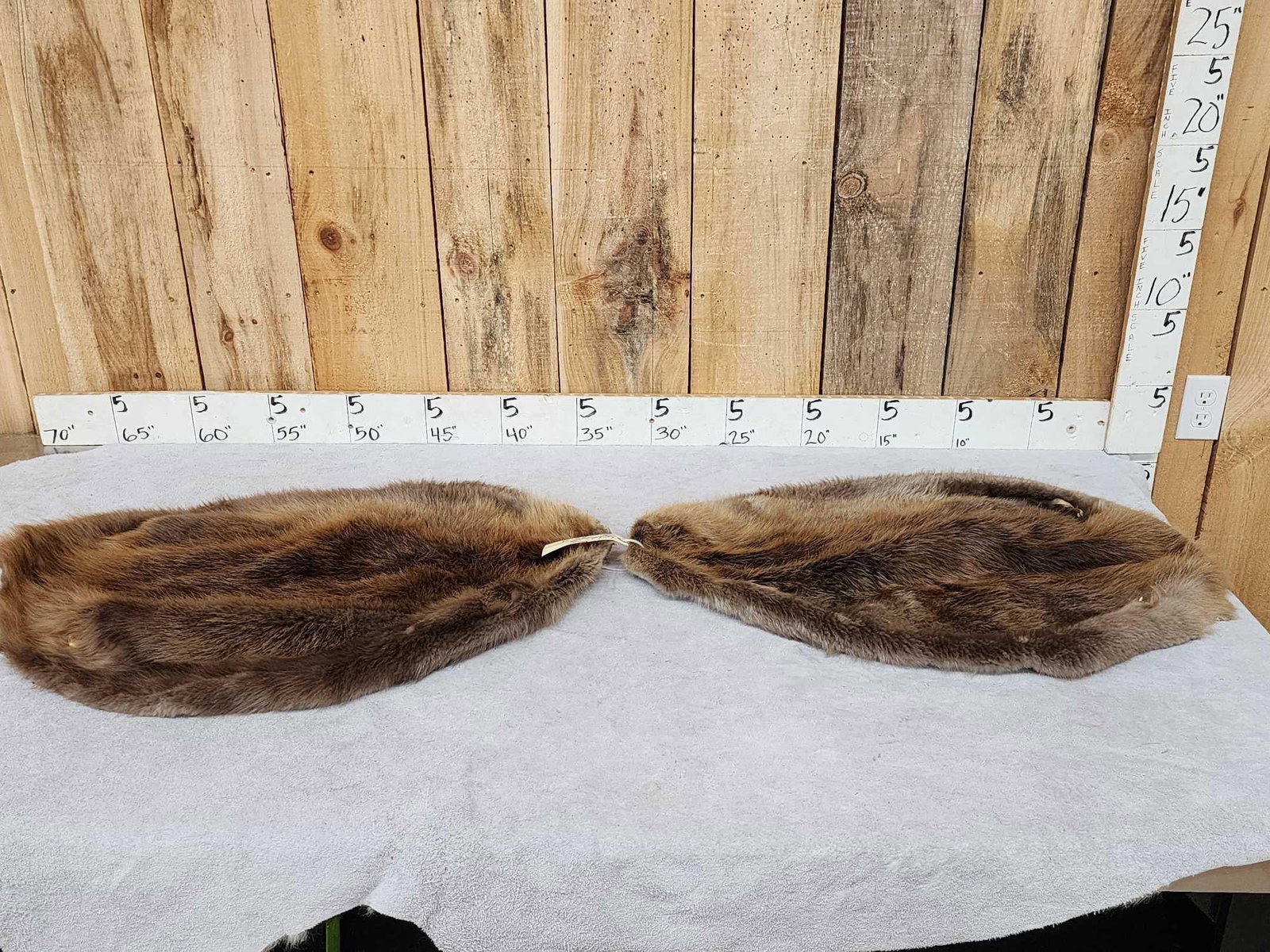 2 Beaver Soft Tanned Furs Taxidermy (1 of 5)