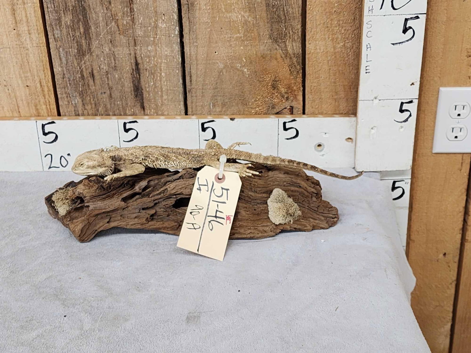 Bearded Dragon Lizard Full Body Reptile Taxidermy Mount (1 of 5)