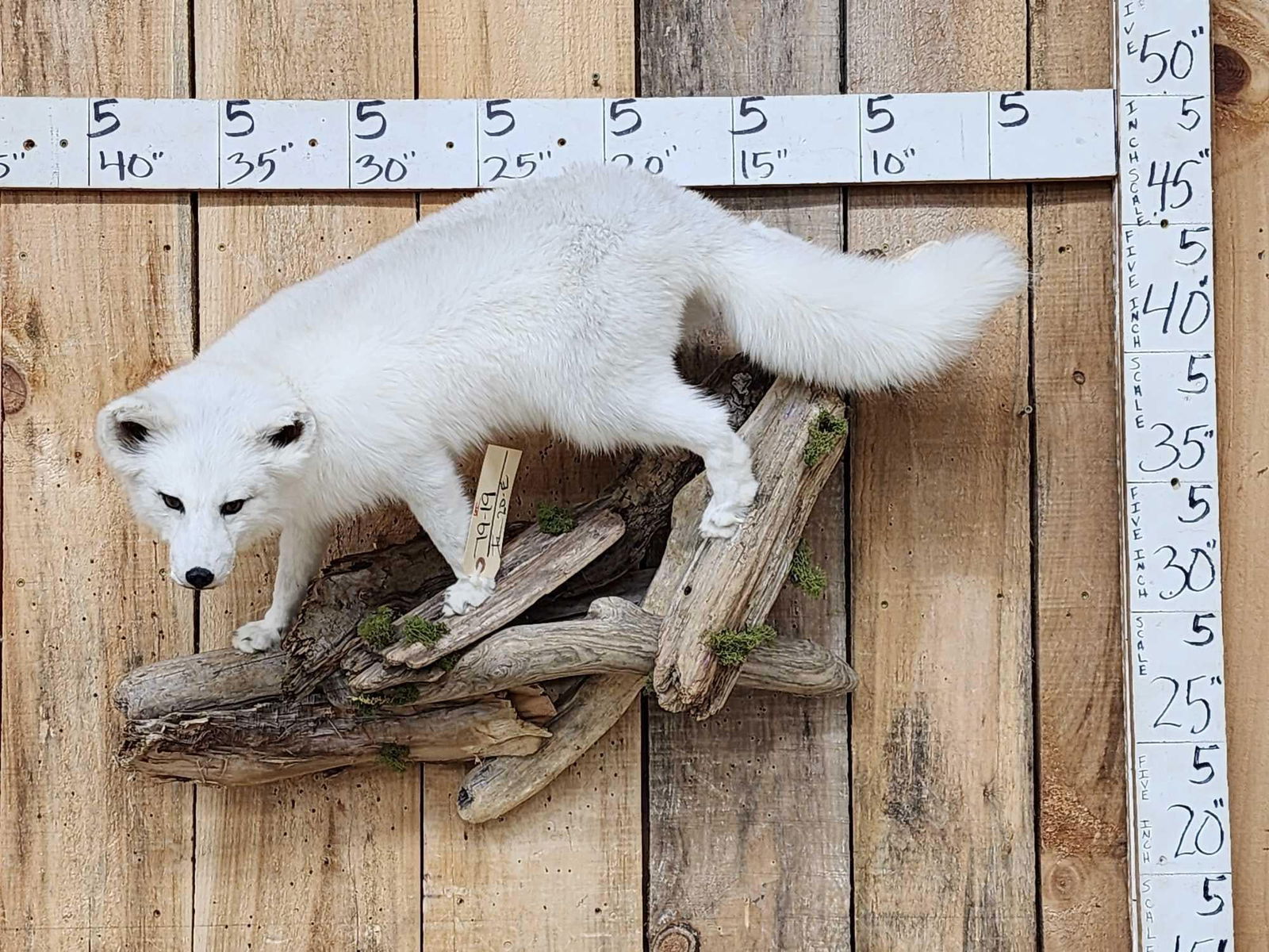 Beautiful White Ranch Fox Full Body Taxidermy Mount (1 of 6)