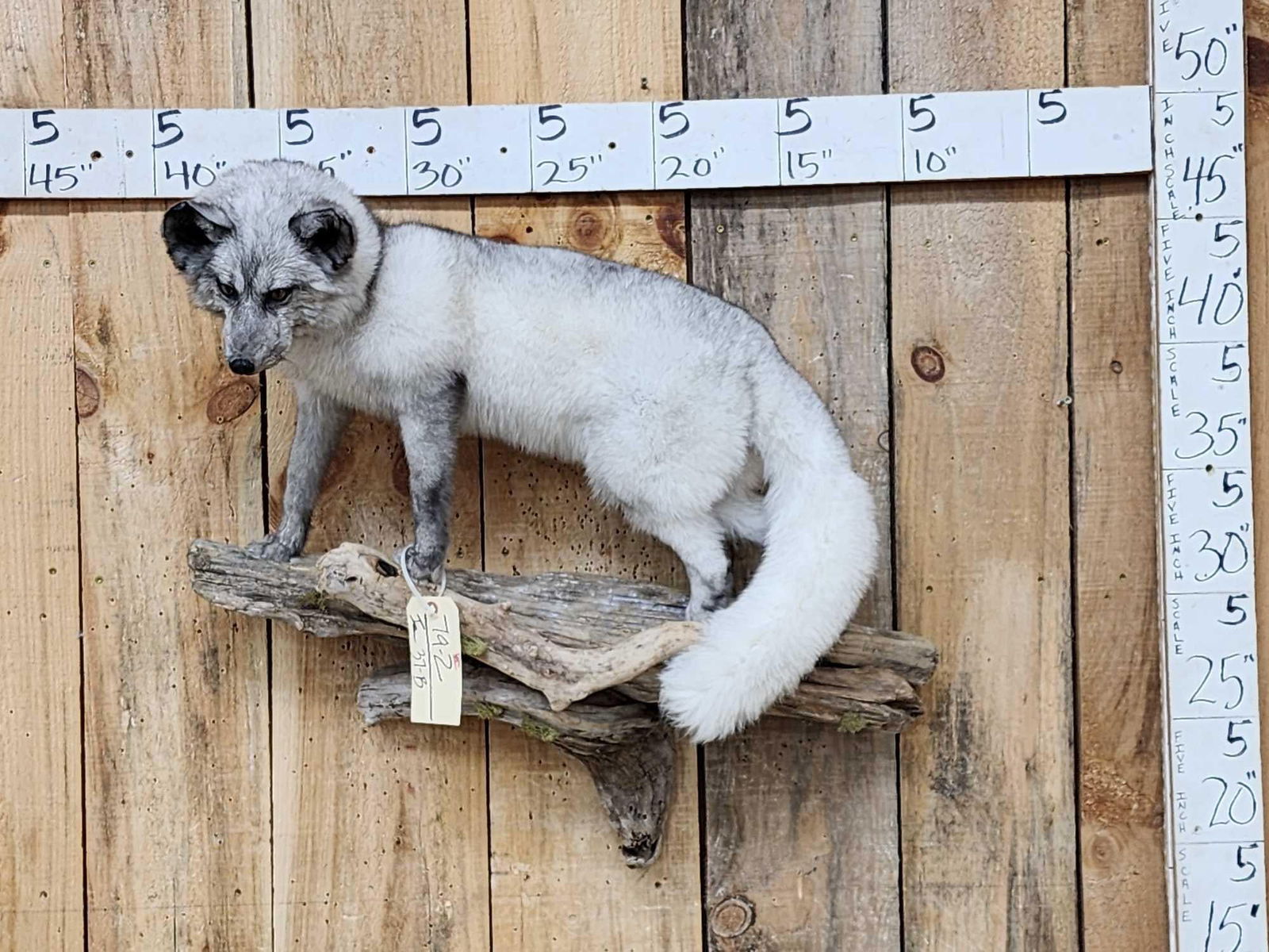Awesome Blue Ranch Fox Full Body Taxidermy Mount (1 of 5)