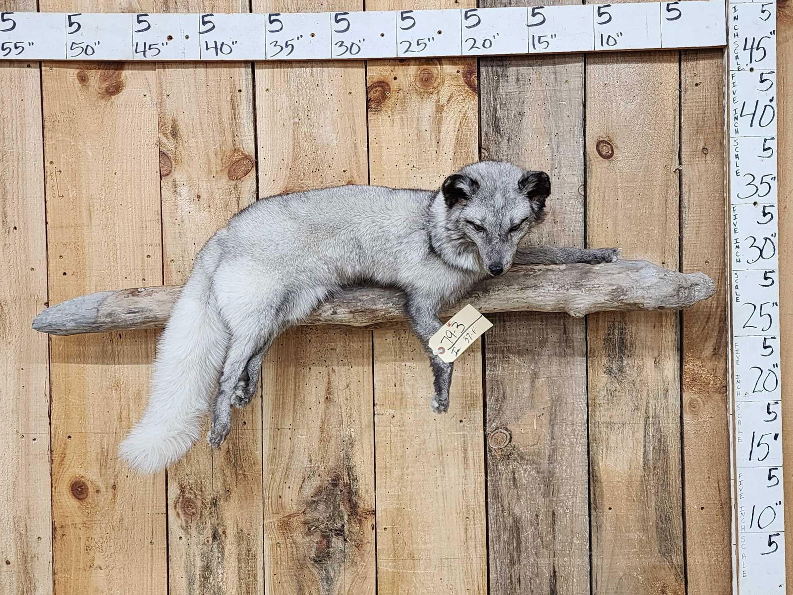 Pretty Blue Ranch Fox Full Body Taxidermy Mount (1 of 5)