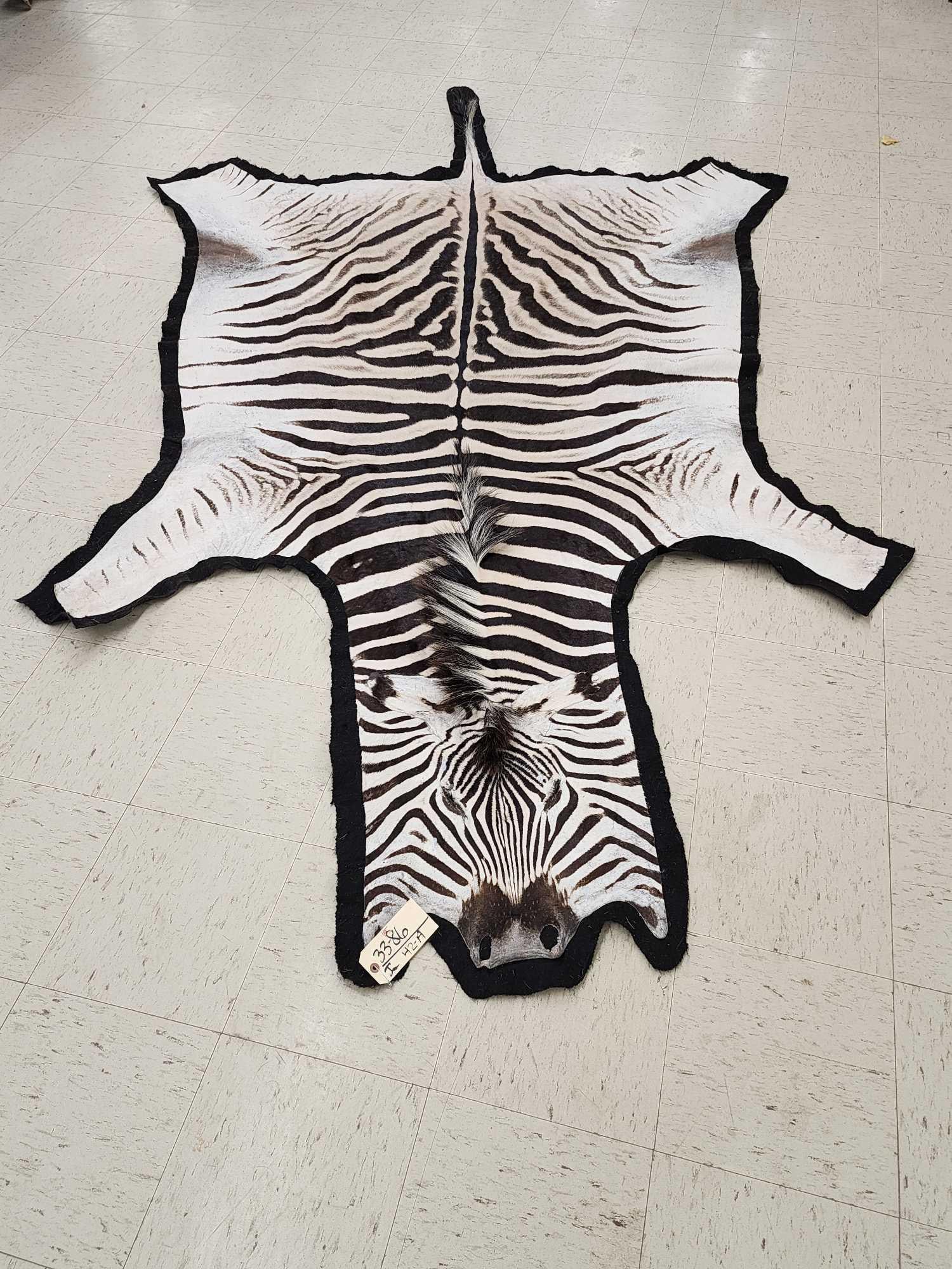 Big Zebra Rug Taxidermy (1 of 5)