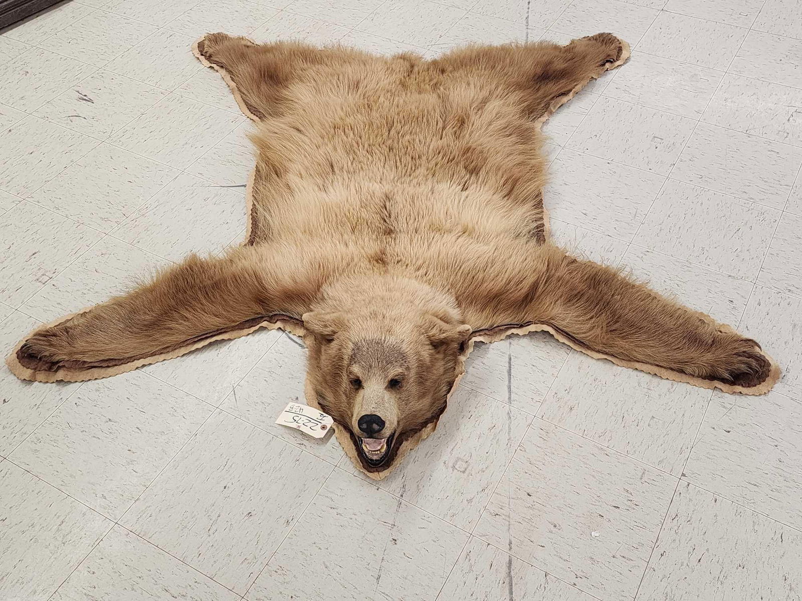 BLONDE Phase Black Bear Rug Taxidermy (1 of 7)