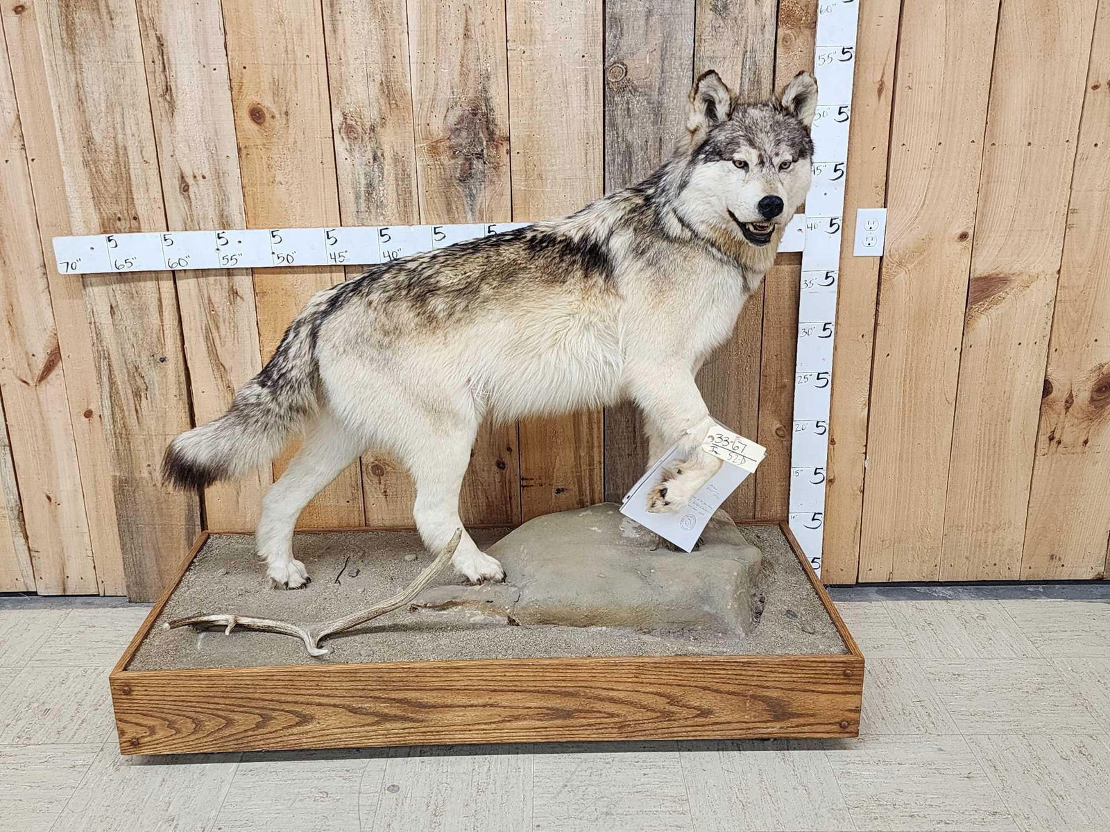 Spectacular Alaskan Wolf Full Body Taxidermy Mount (1 of 12)