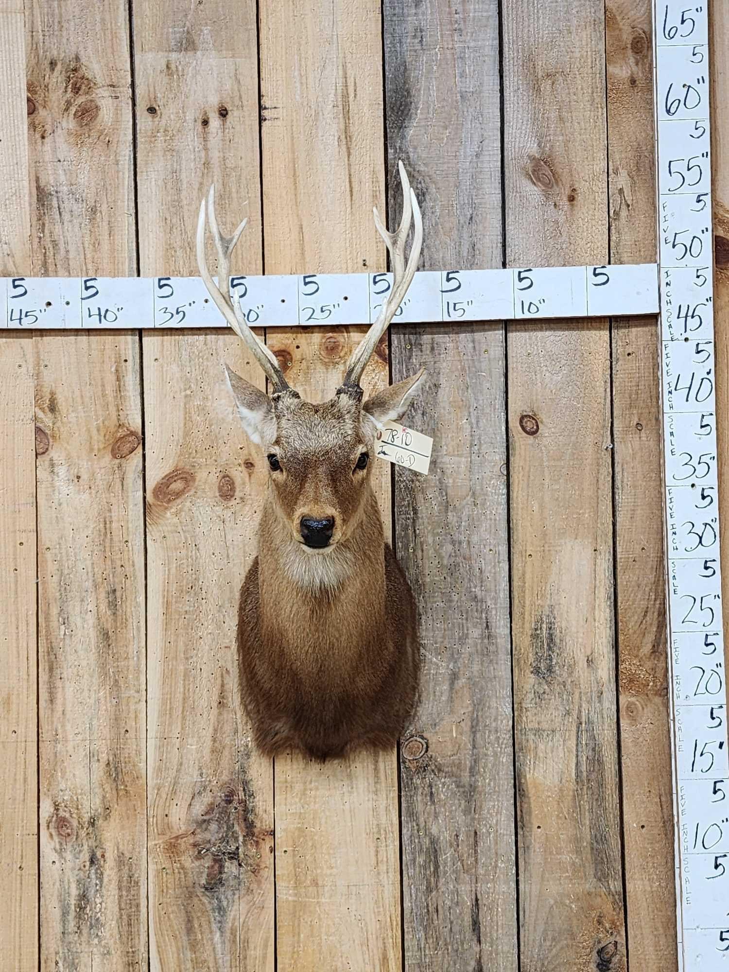 Rusa Deer Full Body Taxidermy Mount (1 of 6)