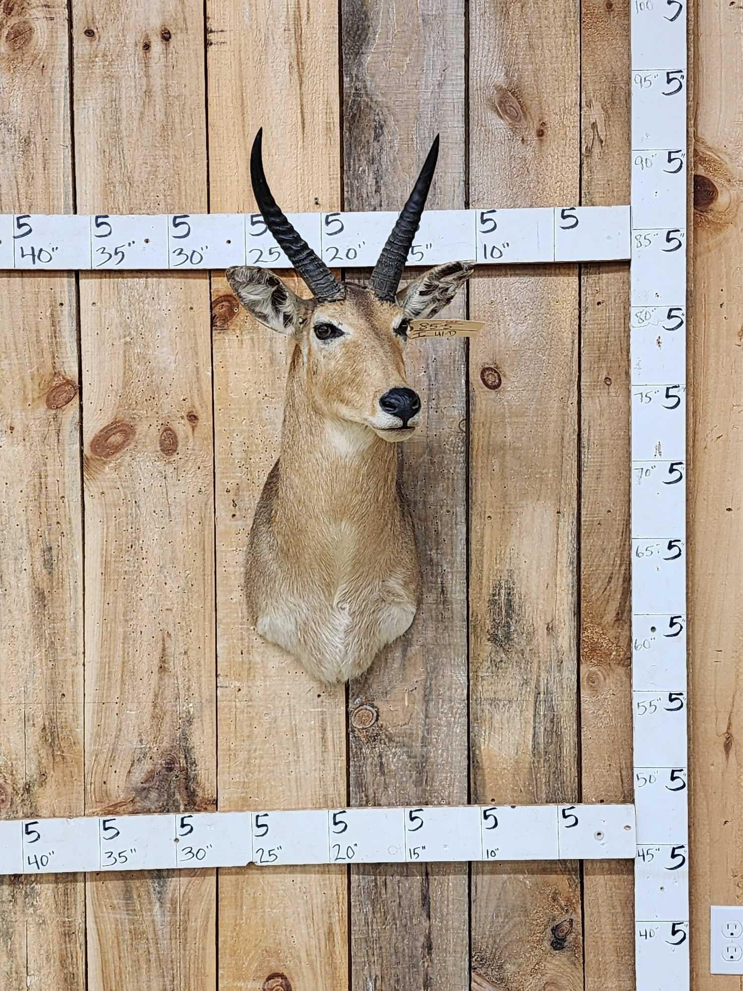 African Southern Reedbuck Shoulder Mount Taxidermy (1 of 3)