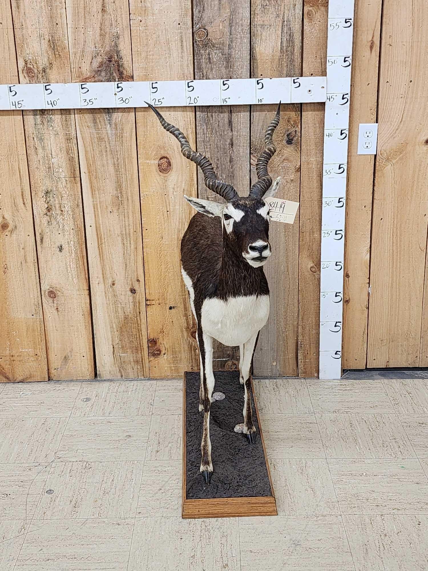 Indian Black Buck Full Body Taxidermy Mount (1 of 4)