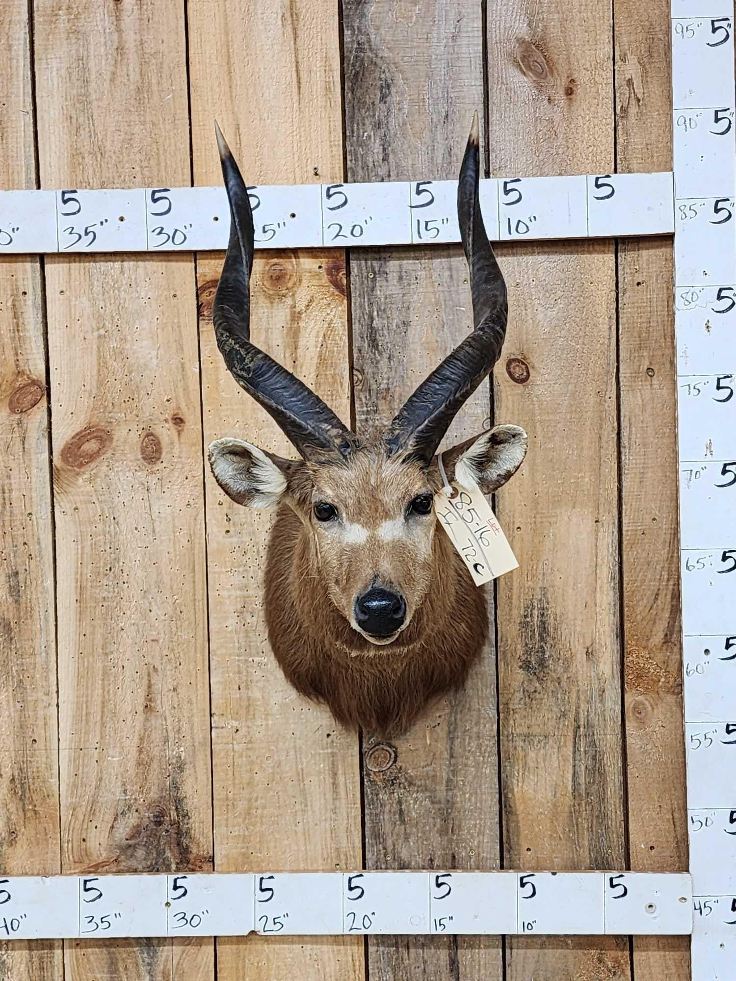 African Sitatunga Shoulder Mount Taxidermy (1 of 5)