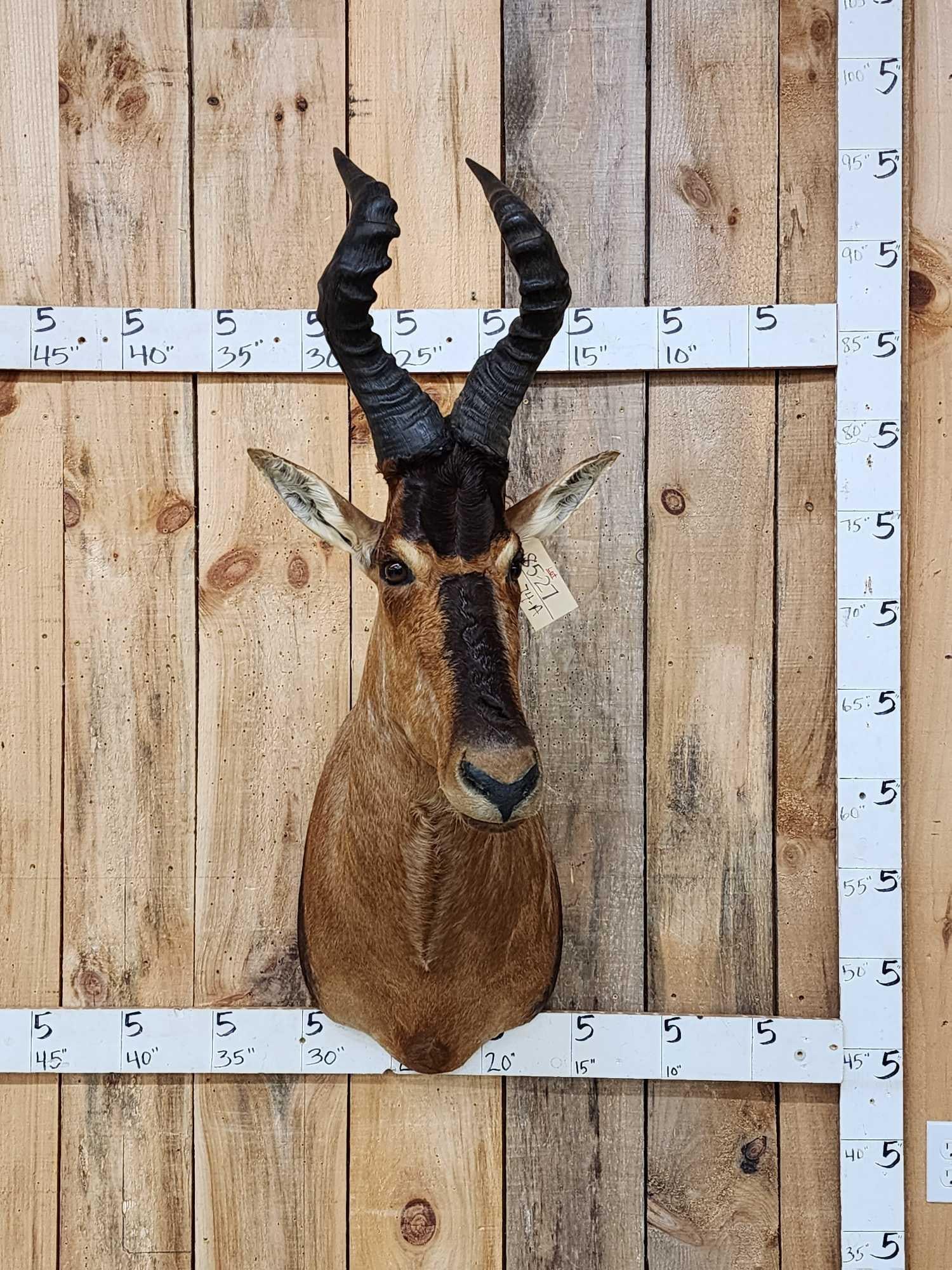 African Red Hartebeest Shoulder Mount Taxidermy (1 of 3)