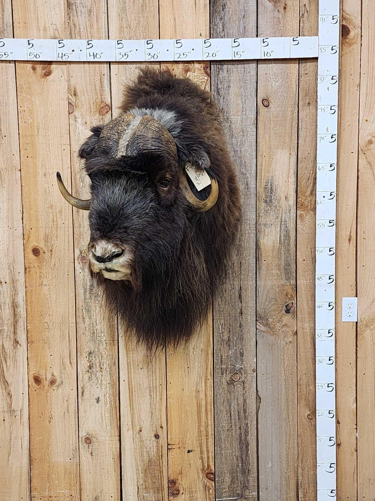 Extra Nice Musk Ox Shoulder Mount Taxidermy (1 of 6)