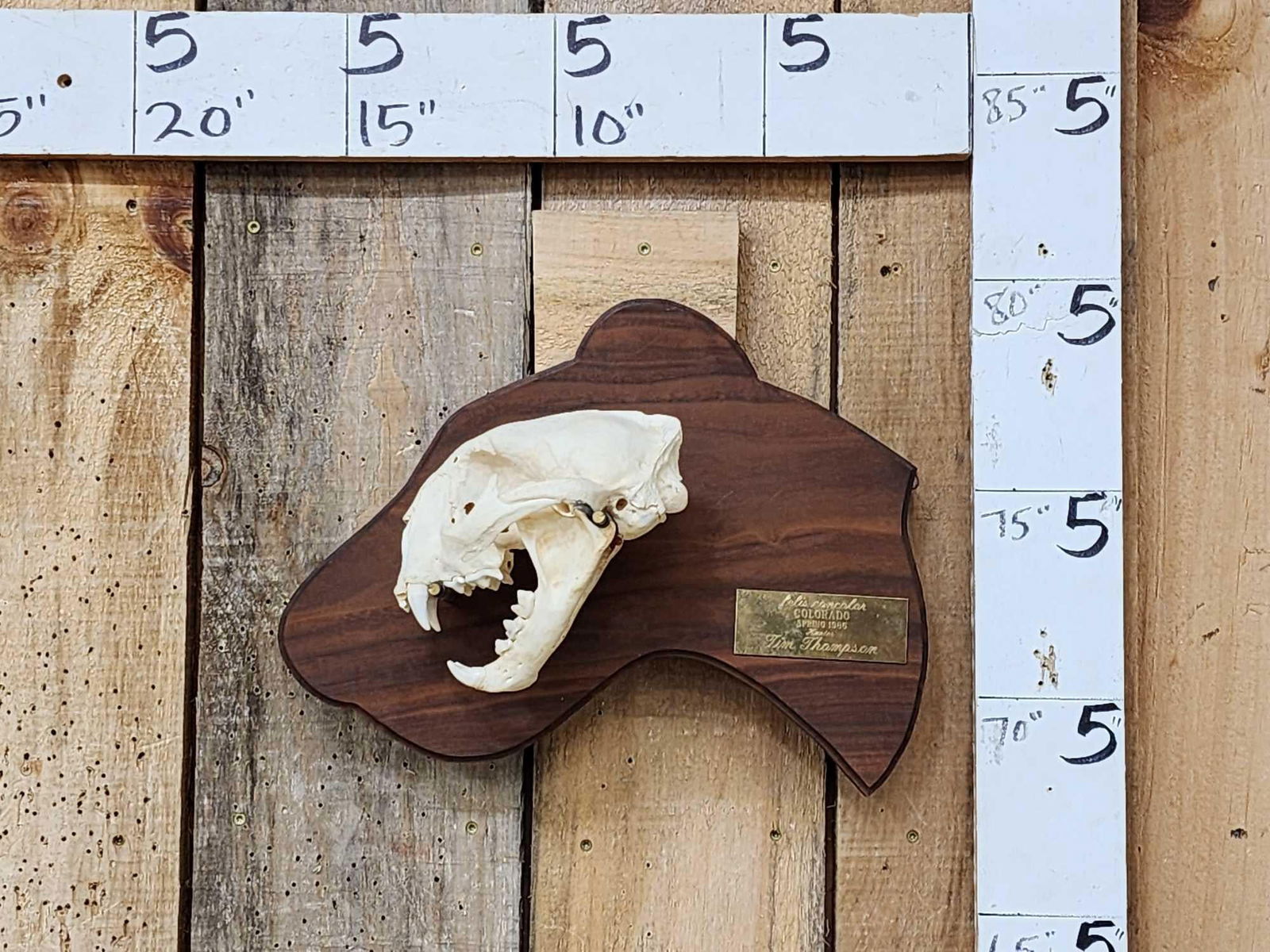 Mountain Lion Cougar Skull Display Taxidermy (1 of 6)