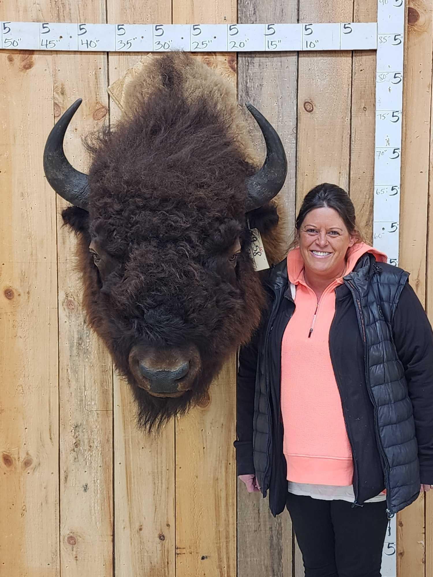ABSOLUTE MONSTER American Bison Buffalo Shoulder Mount Taxidermy (1 of 10)