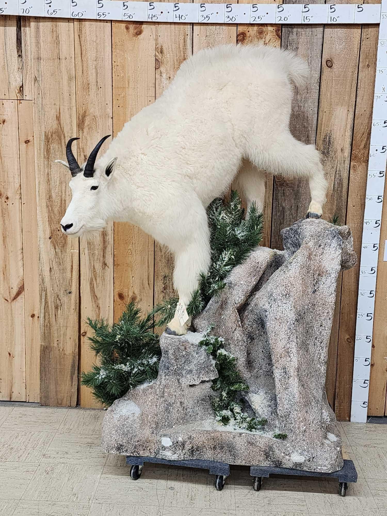 Mountain Goat Full Body Taxidermy Mount: 9.70 Nice clean mount snow white hair on a winter mountain scene base overall about 72" tall x 51" long x 34" wide