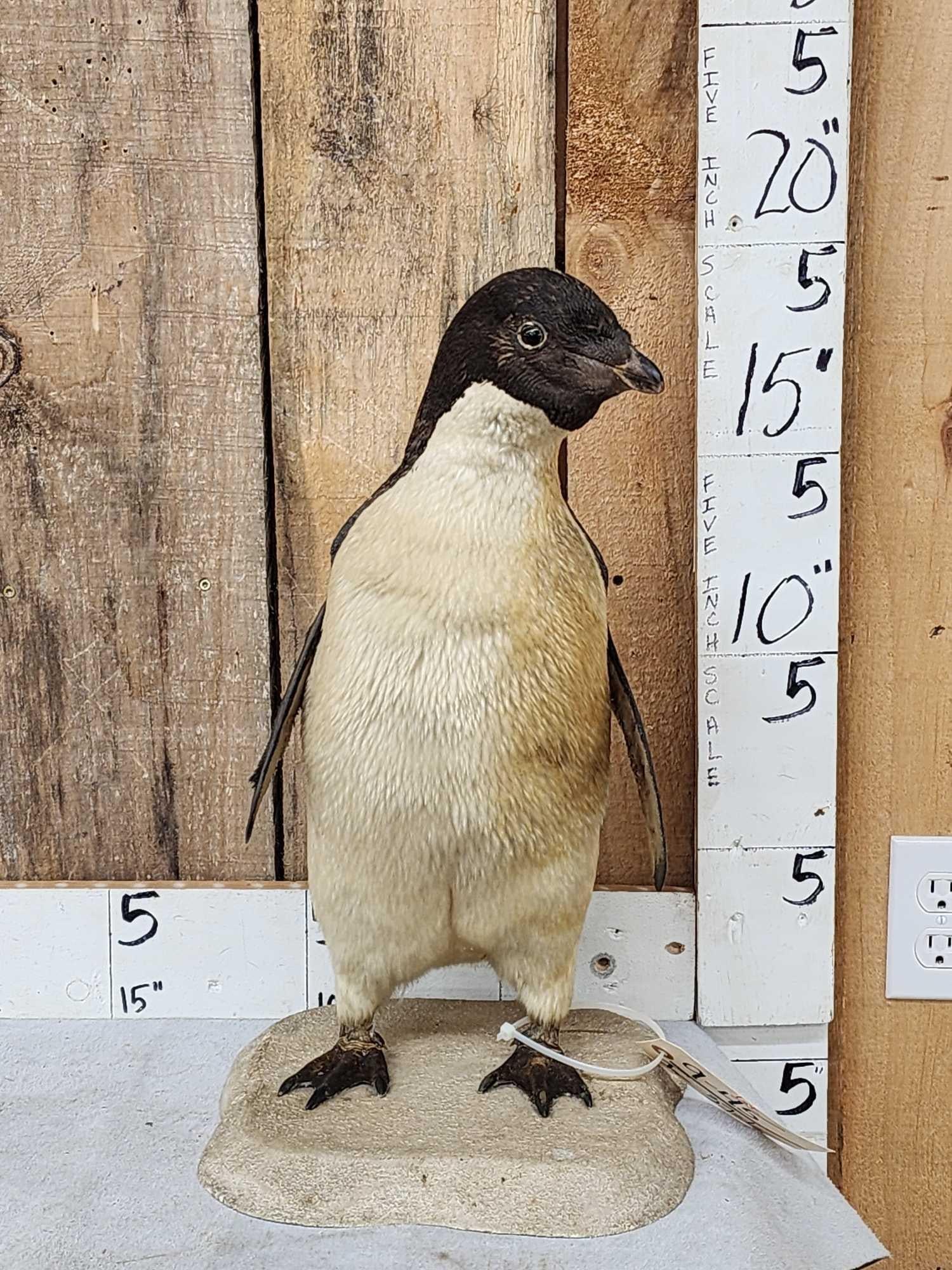 Historic Adelie Penguin Full Body Taxidermy Mount (1 of 18)