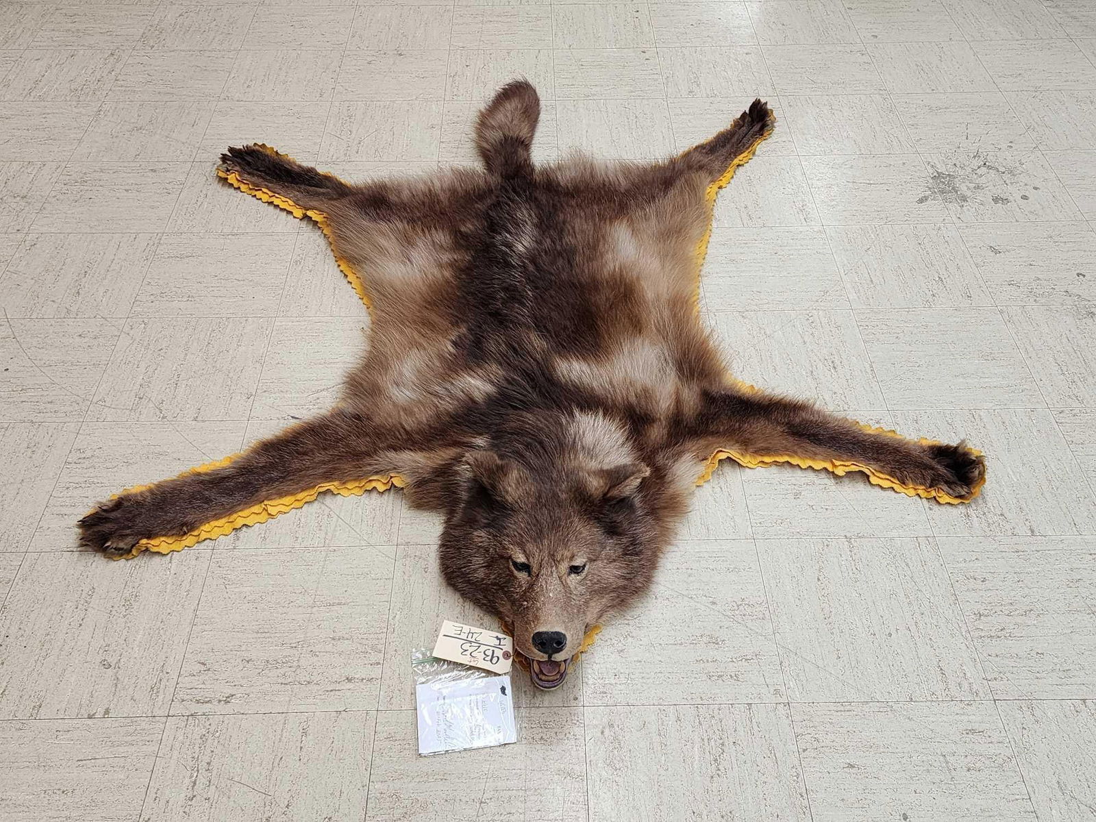 Vintage Canadian Wolf Rug Taxidermy (1 of 5)