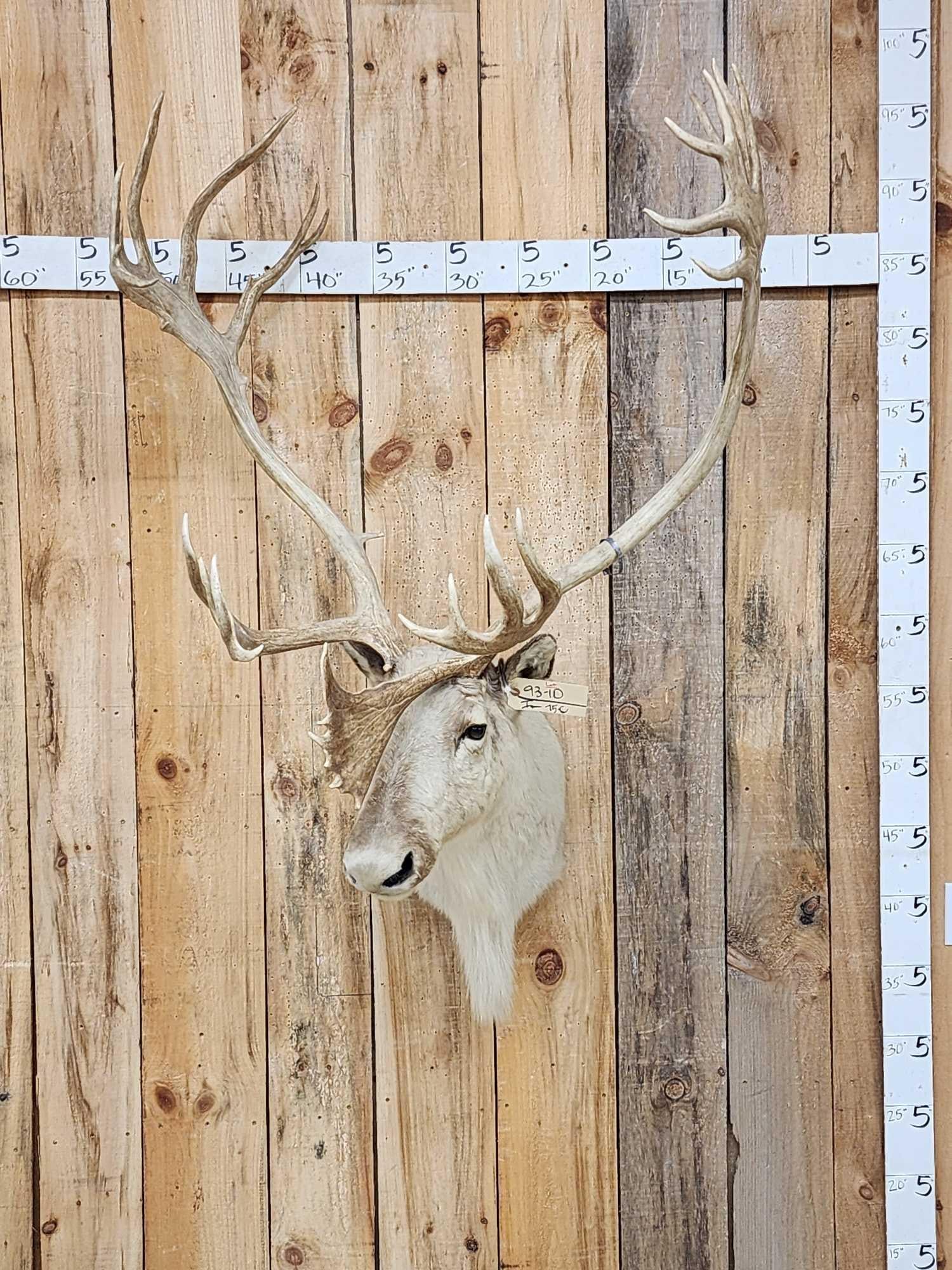 Caribou Shoulder Mount Taxidermy (1 of 5)