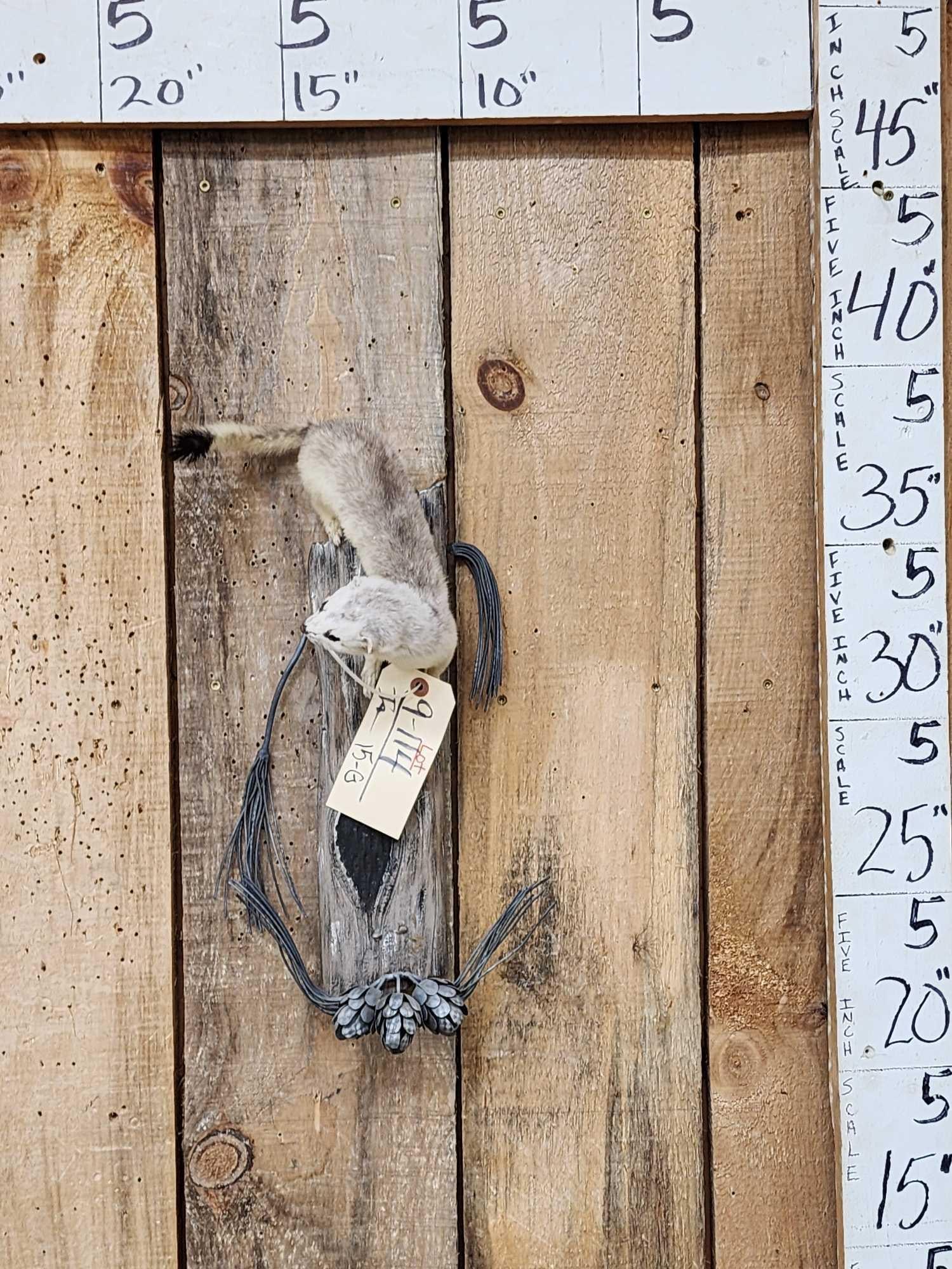 Ermine Full Body Taxidermy Mount: 9.114 Cool color Phase