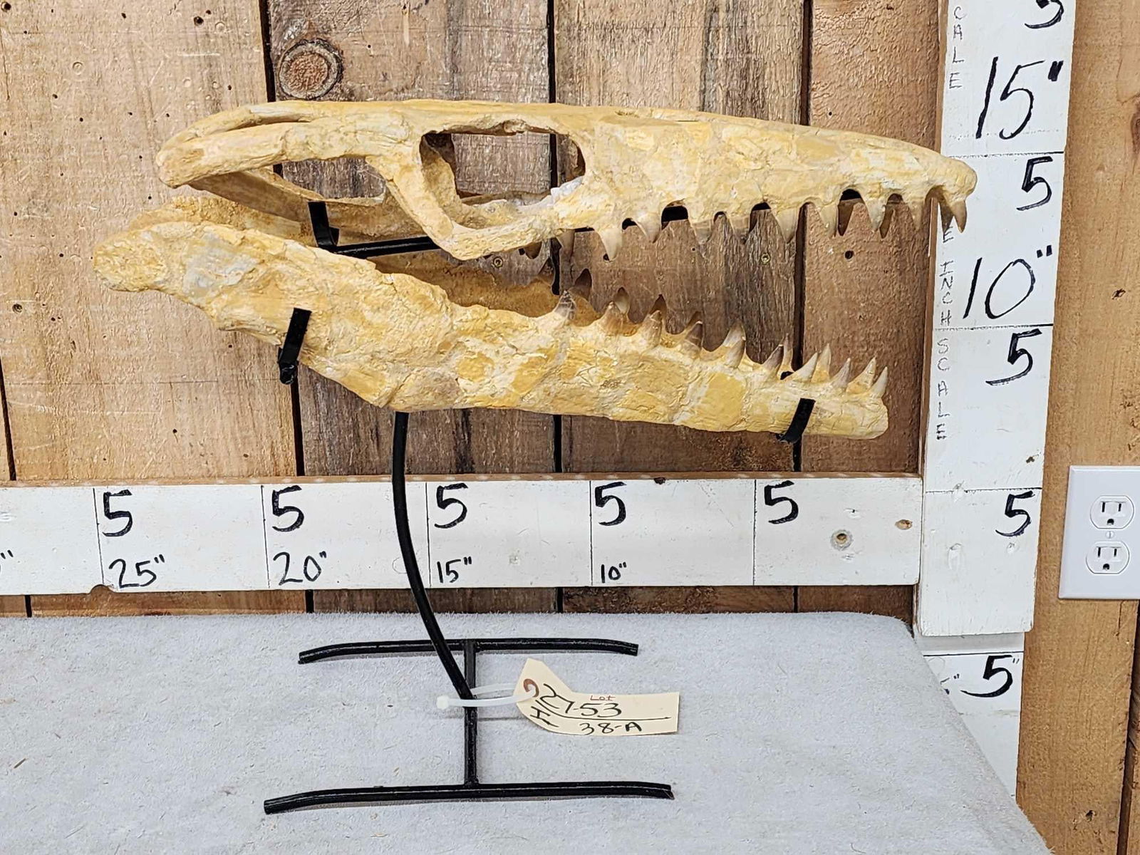 Mosasaur Dinosaur Skull Fossil: 27.53 Re Articulated composite Skull teeth intact 60- 100 million years old awesome look on custom stand about 22" long