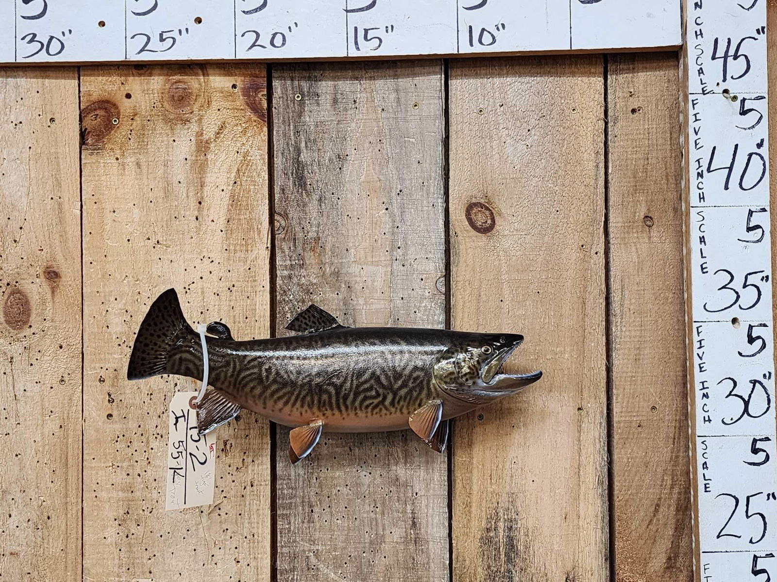 Rare 18" Tiger Trout Real Skin Fish Taxidermy (1 of 5)