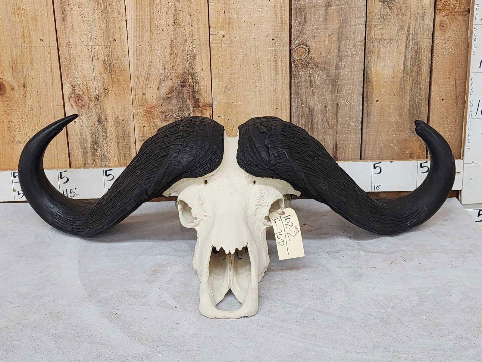 Big Trophy Class African Cape Buffalo Skull Taxidermy (1 of 4)