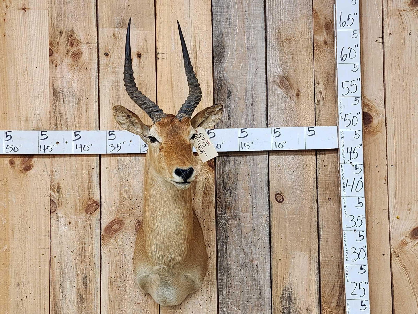 African Puku Shoulder Mount Taxidermy (1 of 3)