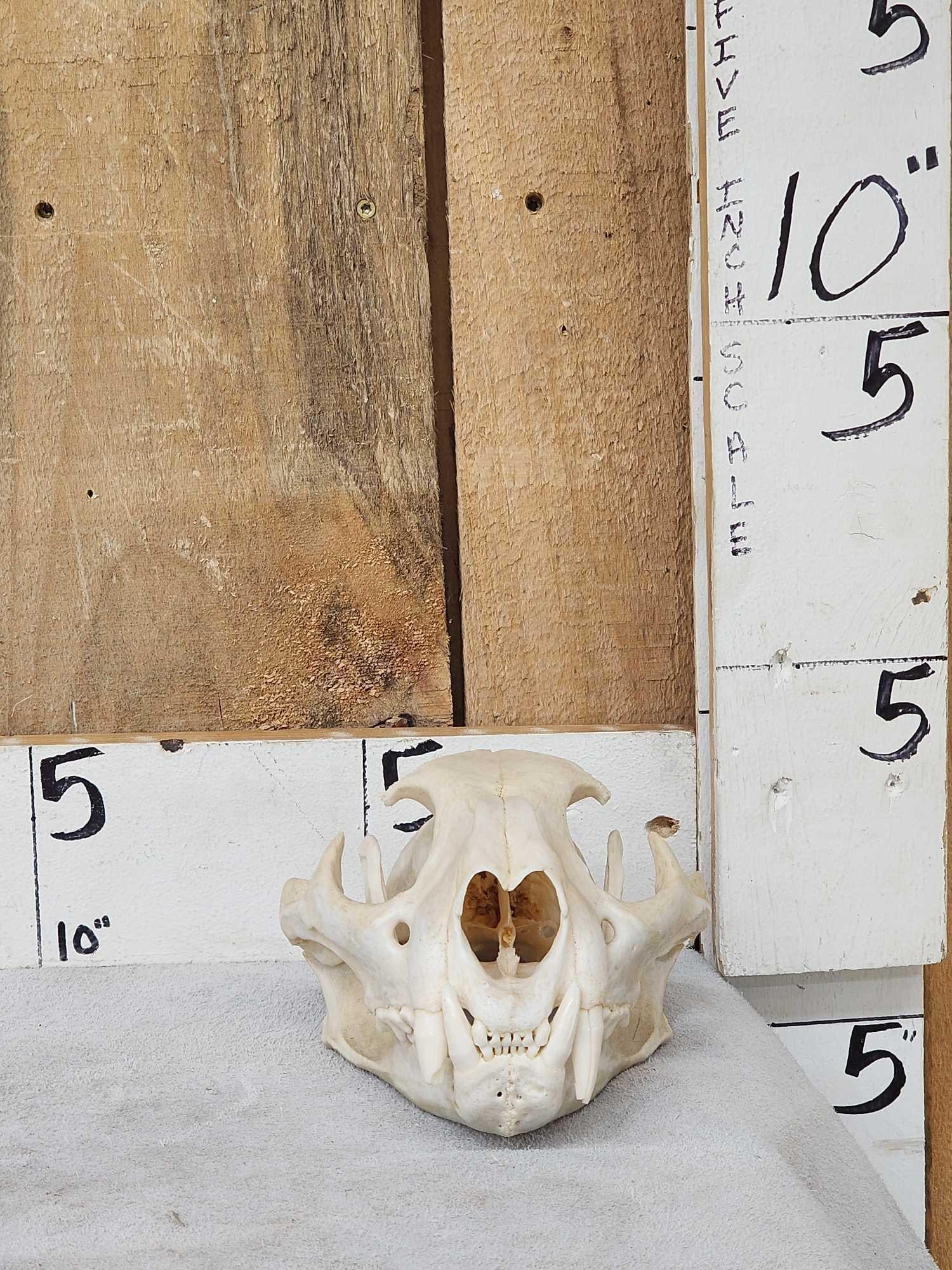 Big Mountain Lion Cougar Skull Taxidermy (1 of 6)