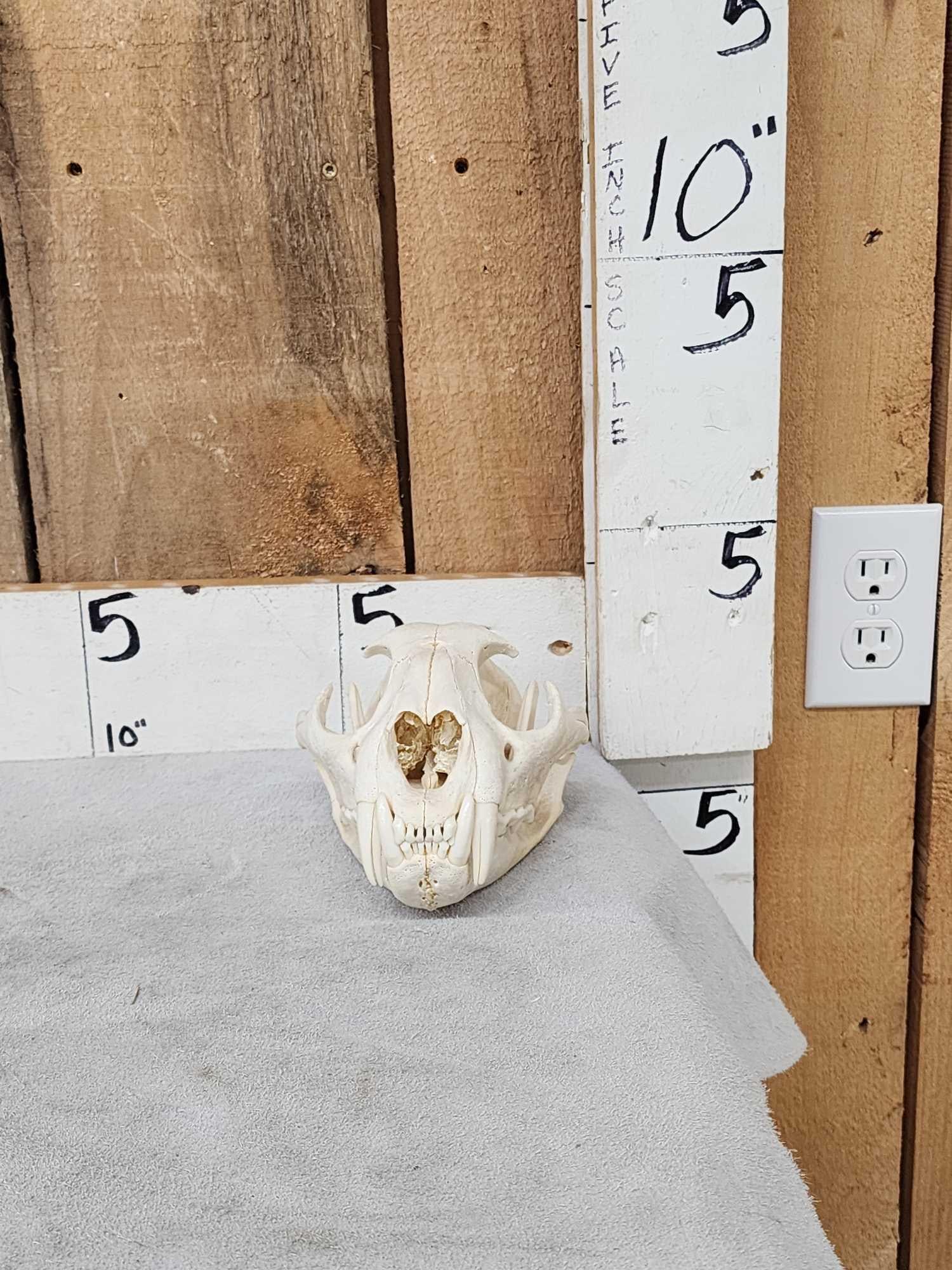 Mountain Lion Cougar Skull Taxidermy (1 of 4)
