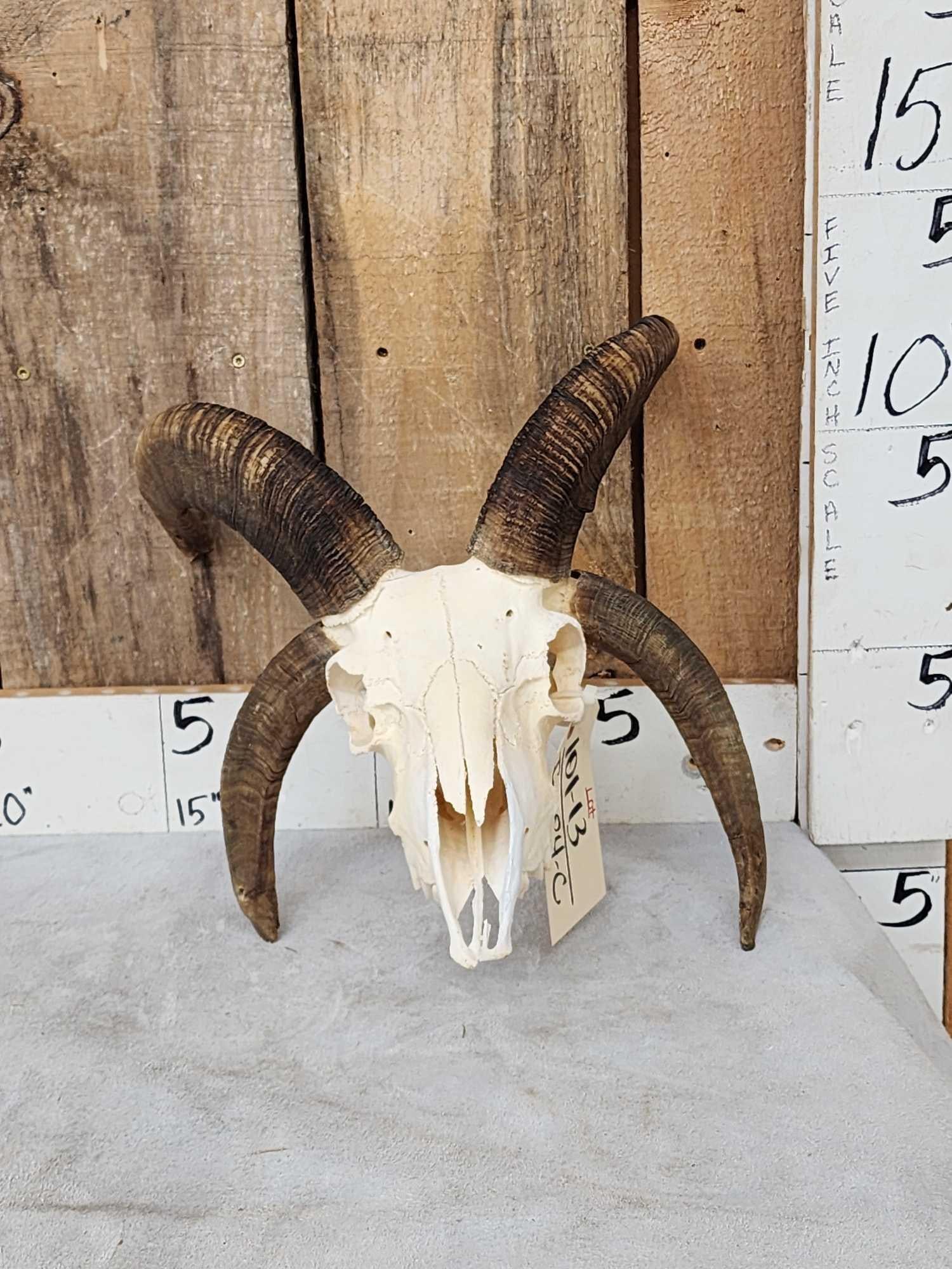 Jacob's 4 Horn Sheep Skull Taxidermy (1 of 5)