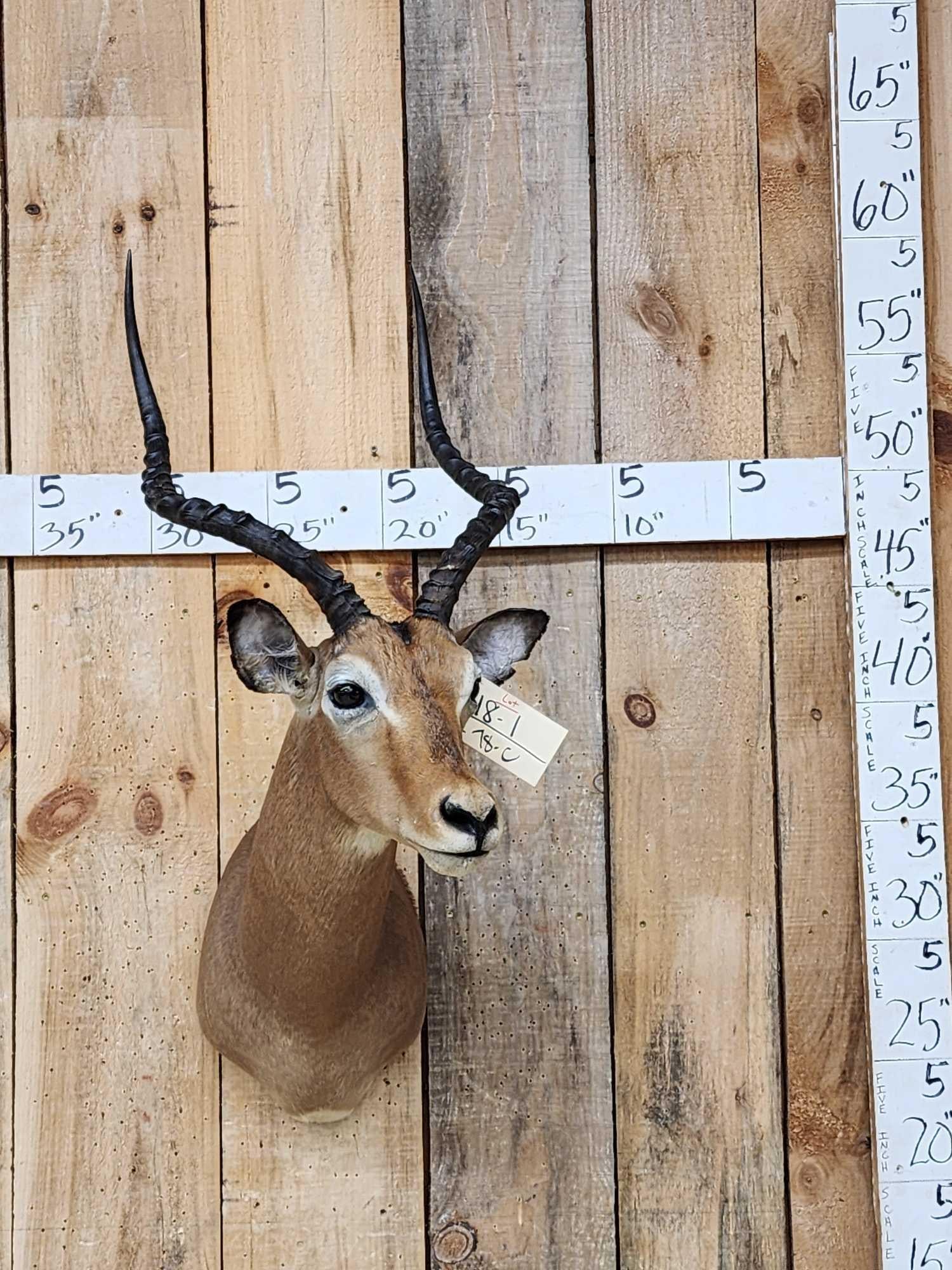 African Impala Shoulder Mount Taxidermy (1 of 3)