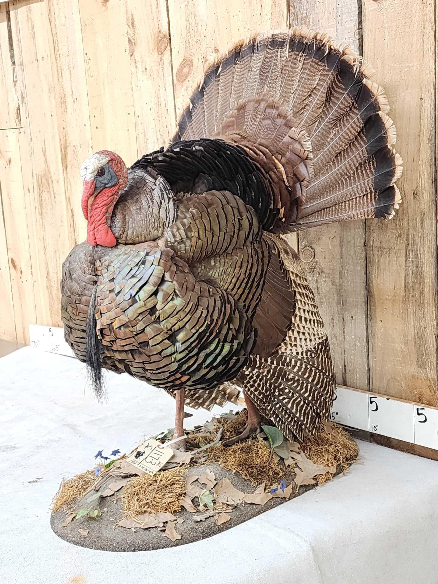 Turkey In Full Strut Full Body Bird Taxidermy (1 of 5)