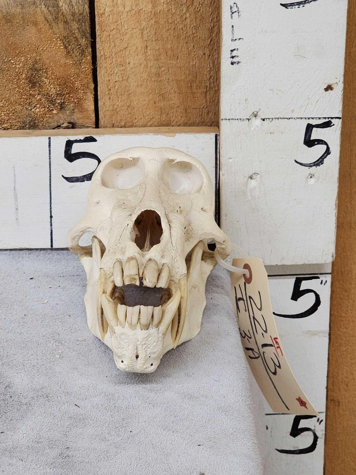 African Chakma Baboon Skull Taxidermy: 22.13 Great look big fangs mandible attached