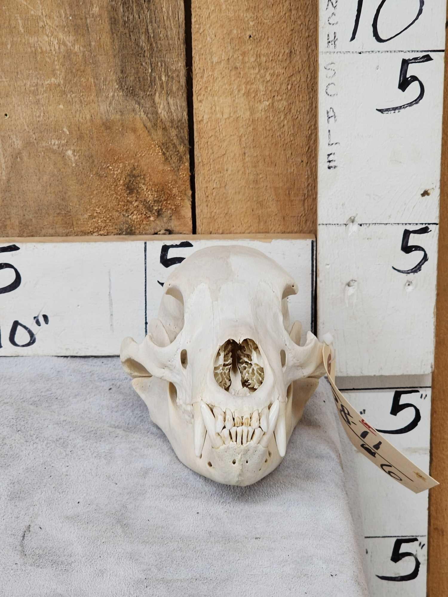 Black Bear Skull Taxidermy: 58.11 Turbinates intact mandible attached