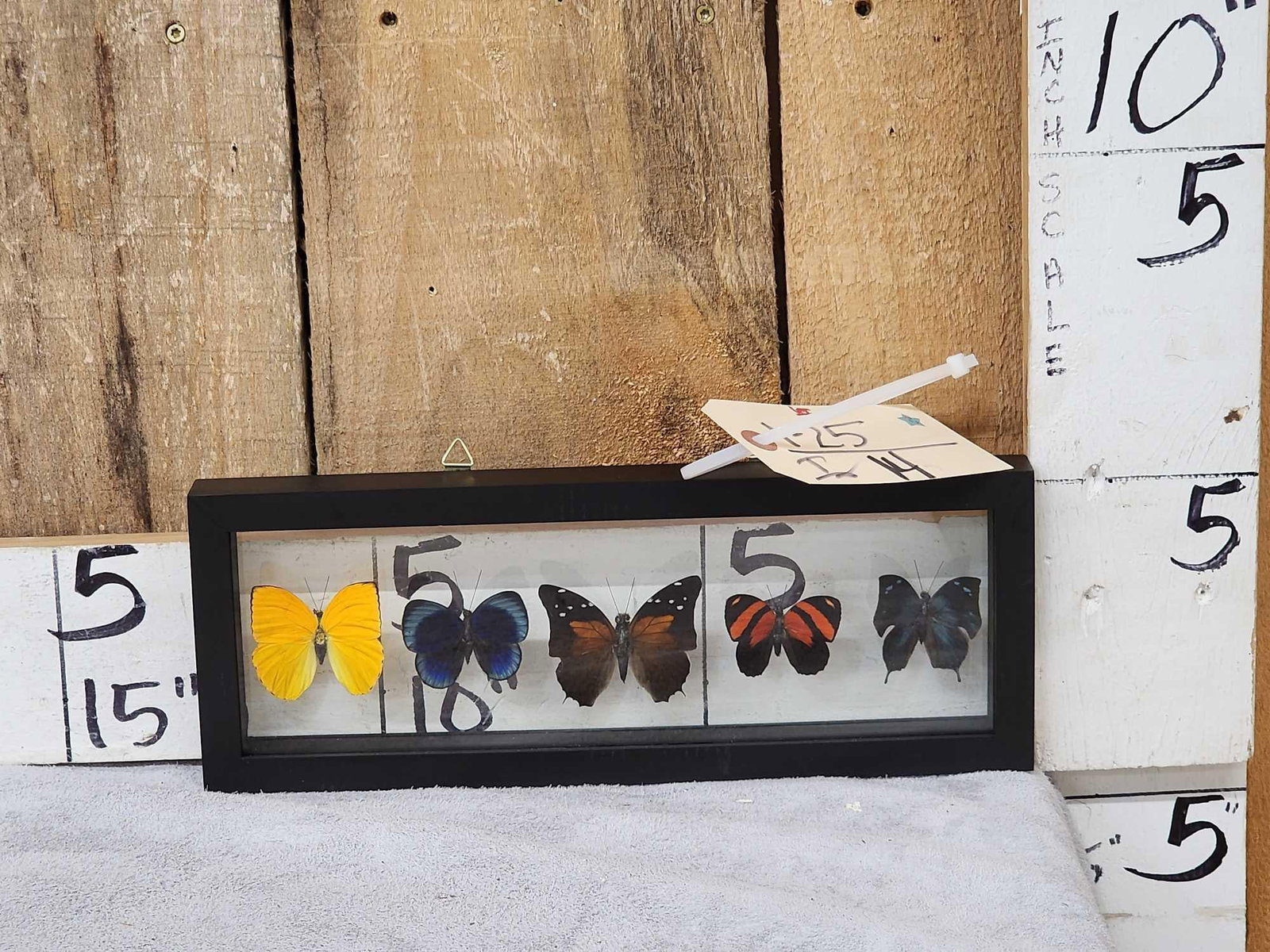 Frame Of 5 Beautiful Butterflies Taxidermy: 1.25 Brand new piece awesome vibrant colors Peru